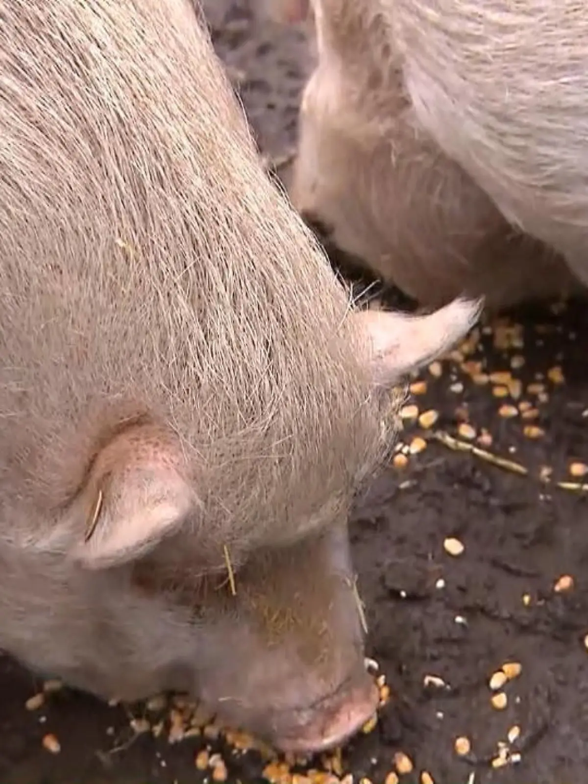 Bild zu: "Gerettete Mini-Schweine sollen weg"