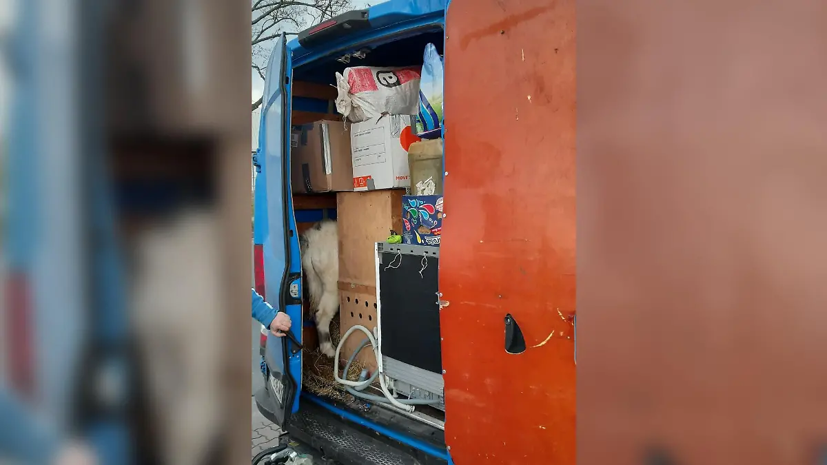 37 Tiere waren in einem Transporter eingepfercht, der auf der A2 bei Gabrsen unterwegs war.