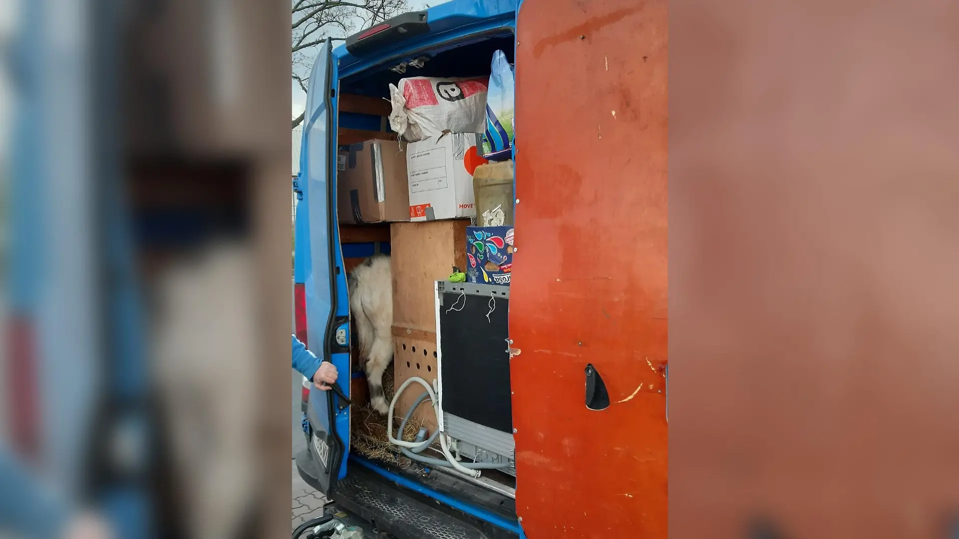 37 Tiere waren in einem Transporter eingepfercht, der auf der A2 bei Gabrsen unterwegs war.