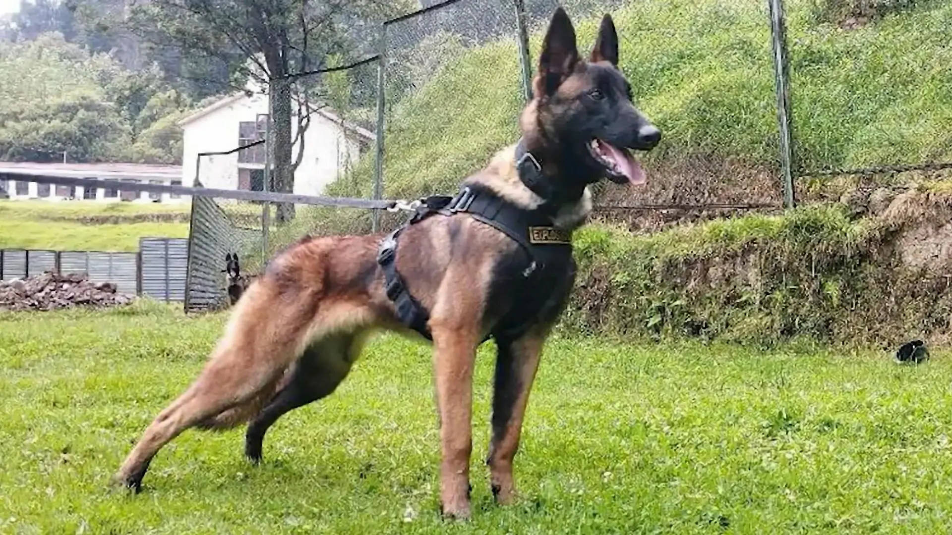 Rettungshund Wilson