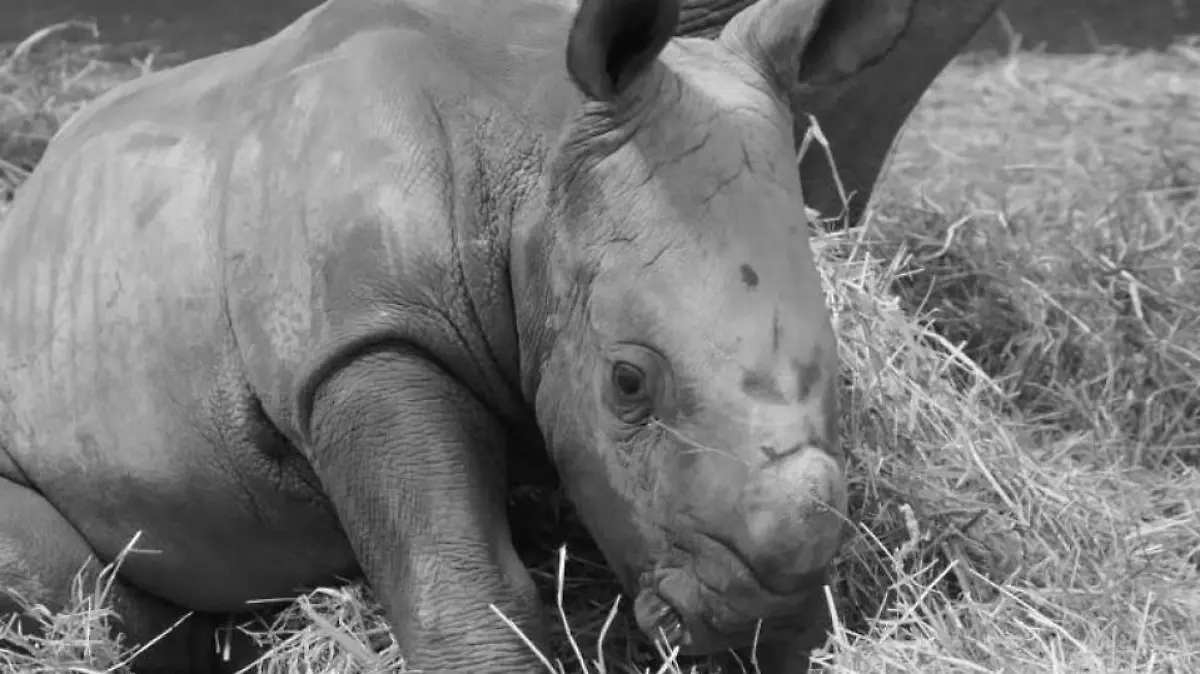 Nashorn in Erfurter Zoopark überraschend gestorben