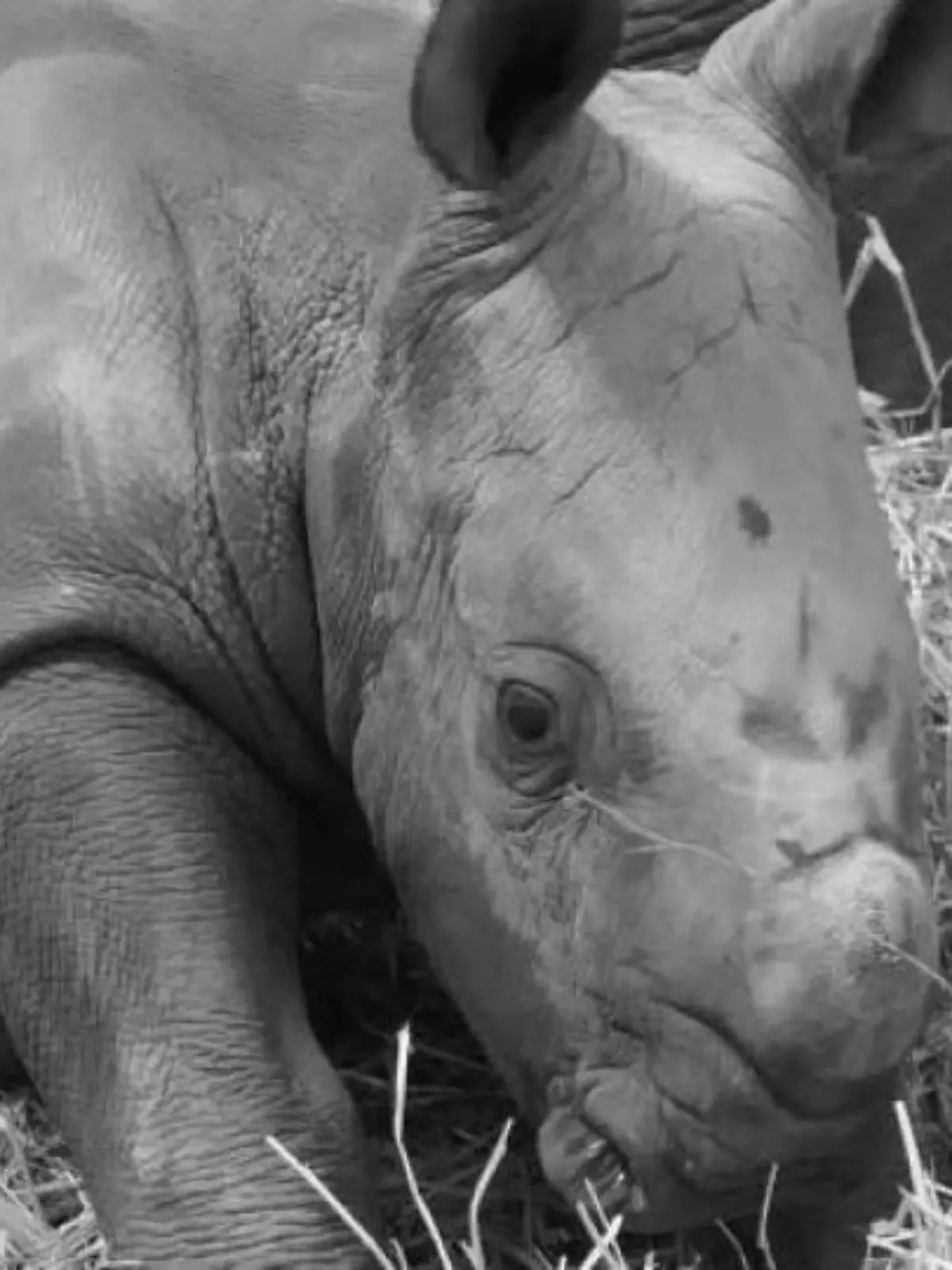 Nashorn in Erfurter Zoopark überraschend gestorben