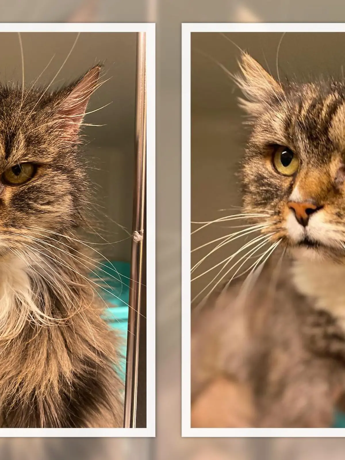Vorher und nachher: Ute aus dem Tierheim Köln-Dellbrück geht es zum Glück wieder besser.