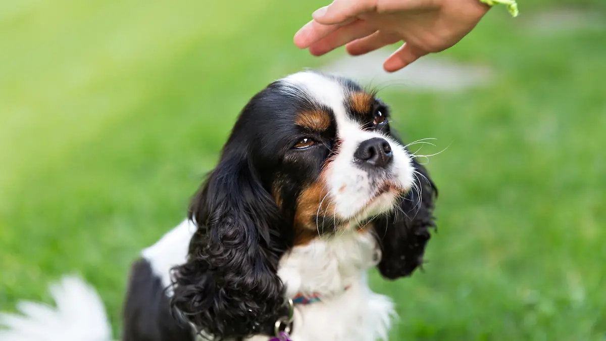 cute dog - cavalier spaniel waiting for stroke