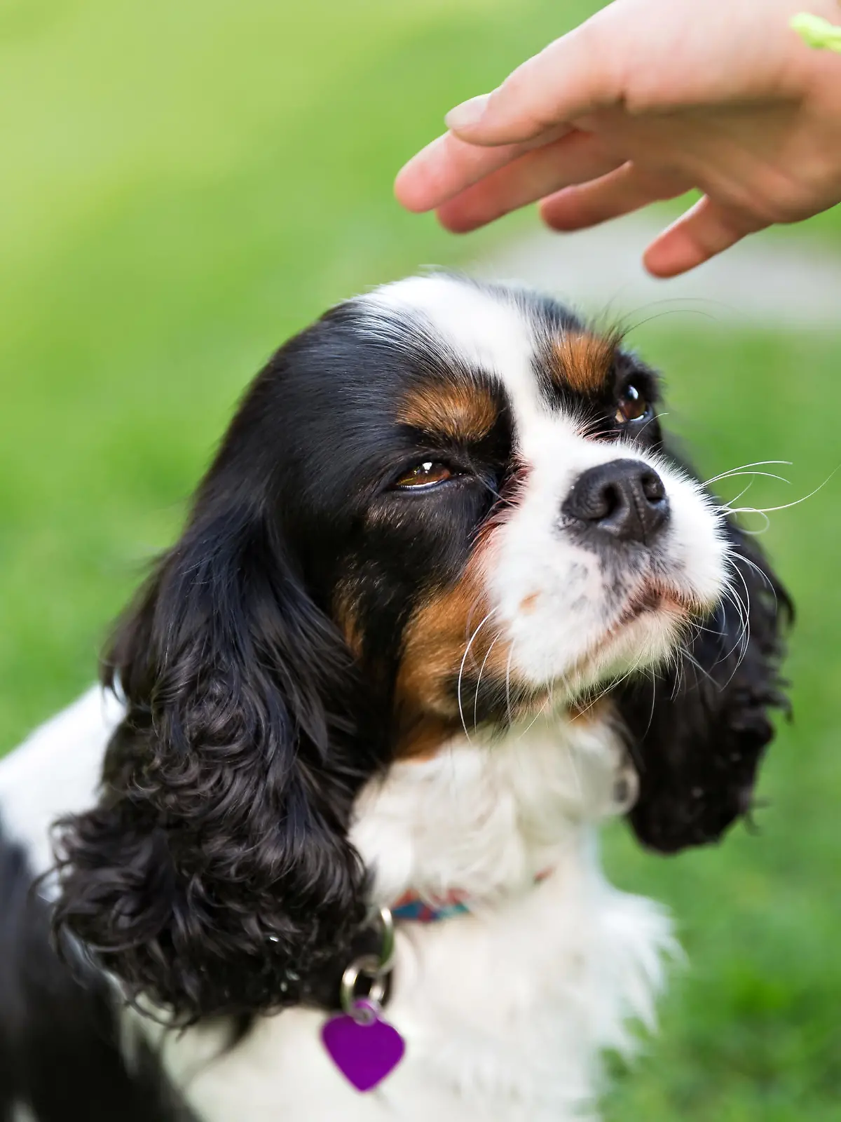 cute dog - cavalier spaniel waiting for stroke