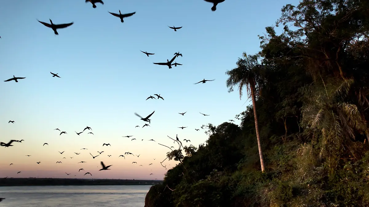Neotropic Cormorants fly at sunset near the Paraguay River, in Asuncion, Paraguay, Sunday, April 18, 2021. Neotropic Cormorants are medium-sized birds found throughout the American tropics and subtropics, from the middle Rio Grande and the Gulf and Californian coasts of the United States south through Mexico and Central America to southern South America. (AP Photo/Jorge Saenz)