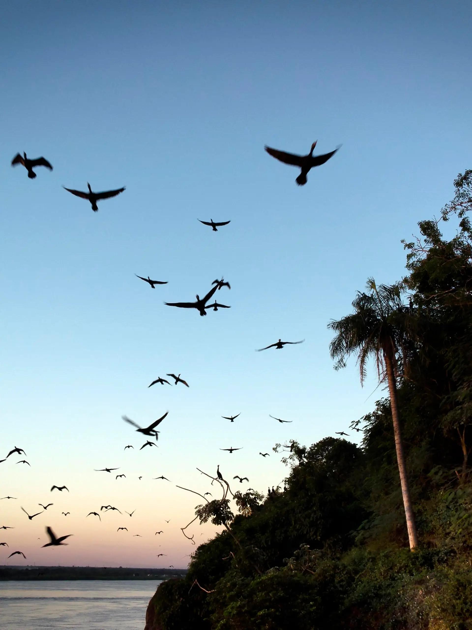 Neotropic Cormorants fly at sunset near the Paraguay River, in Asuncion, Paraguay, Sunday, April 18, 2021. Neotropic Cormorants are medium-sized birds found throughout the American tropics and subtropics, from the middle Rio Grande and the Gulf and Californian coasts of the United States south through Mexico and Central America to southern South America. (AP Photo/Jorge Saenz)