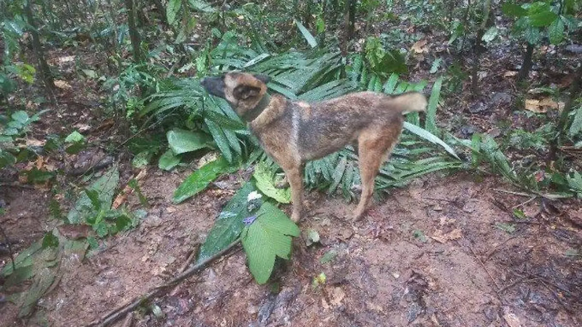 Nun wird Hund Wilson im Dschungel vermisst