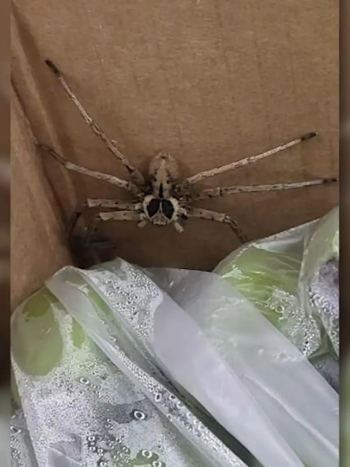 Eine giftige Spinne hat in einem Krefelder Supermarkt für einen Feuerwehreinsatz gesorgt. Mitarbeiter des Lebensmitteldiscounters hatten das handtellergroße Tier am Montag in einer Bananenkiste aus der Dominikanischen Republik entdeckt, teilte die Feuerwehr mit.