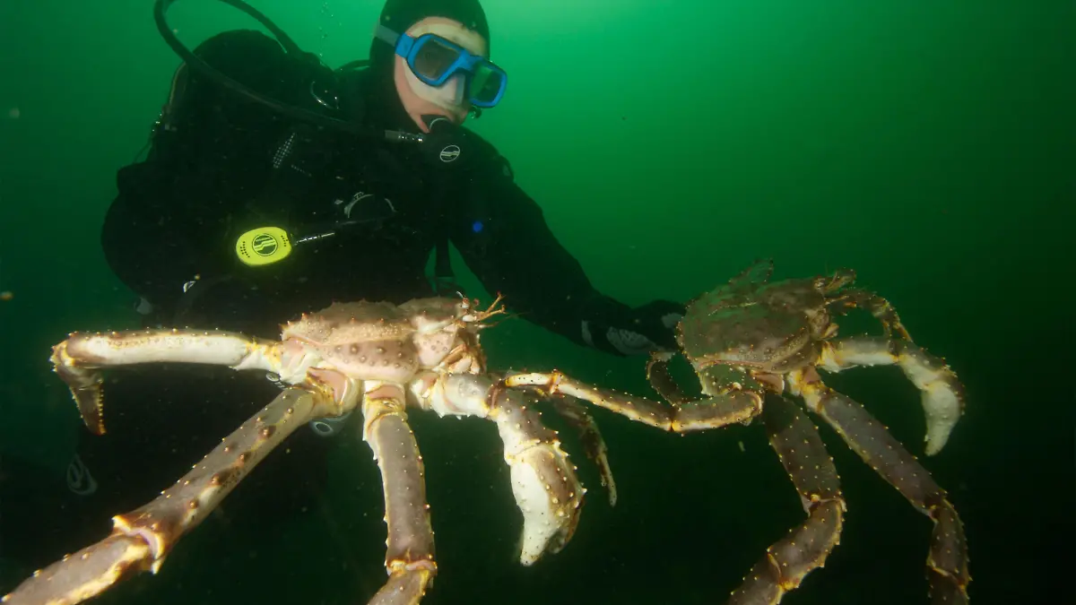 AH37AW Giant King crabs in Kirkiness Norway