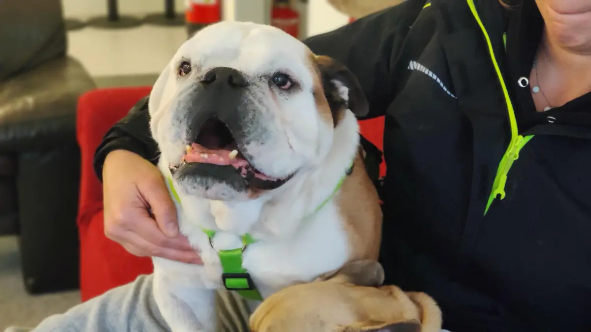 Jahrelang wurden die Bulldoggen von Züchtern gequält.