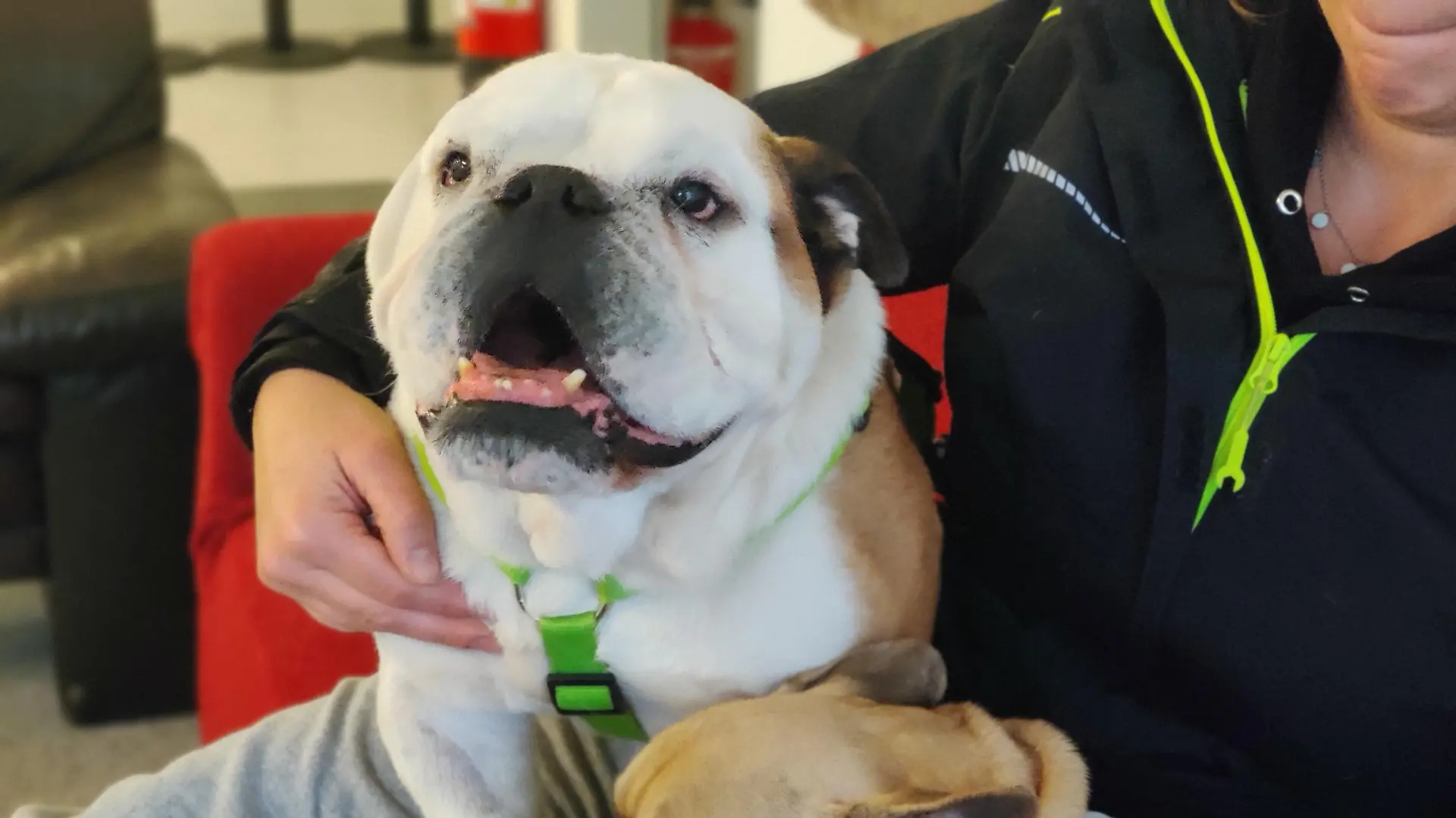 Jahrelang wurden die Bulldoggen von Züchtern gequält.