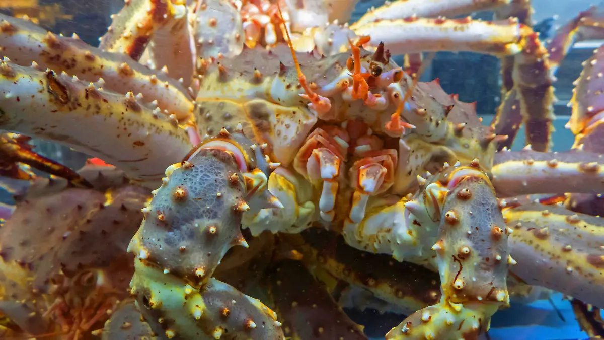 Koenigskrabbe (Kronenkrebs, Kamschatkakrebs), Alaska-Koenigskrabbe, Kamschatka-Krabbe (Paralithodes camtschaticus), Koenigskrabbe im Aquarium | king crab, red king crab, Alaskan king crab, Alaskan king stone crab (Japanese crab, Kamchatka crab, Russian crab) (Paralithodes camtschaticus), King Crab in aquarium