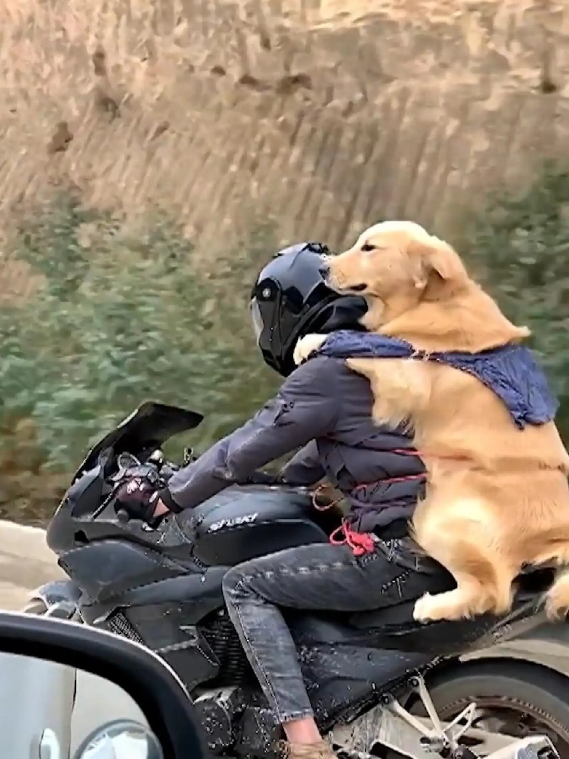 Dieses Video stammt aus der Kategorie „Dinge, die wir nicht für möglich gehalten hätten“: Ein Motorradfahrer fährt durch eine kurvenreiche Hügellandschaft in China – hinter ihm sitzt dabei sein Golden Retriever, als ob es das normalste der Welt wäre.