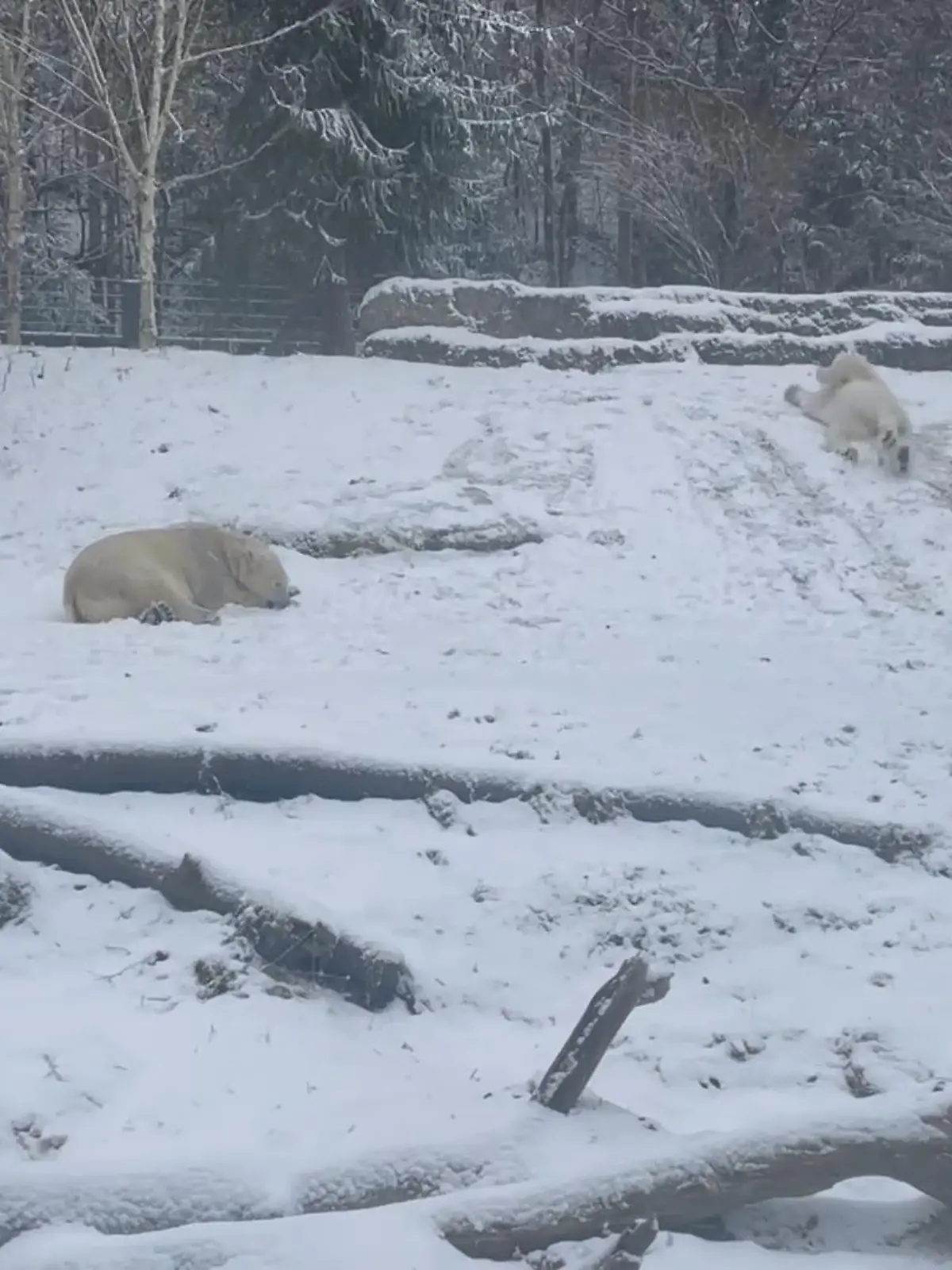 Bild zu: "Schon mal Eisbären rodeln gesehen?"