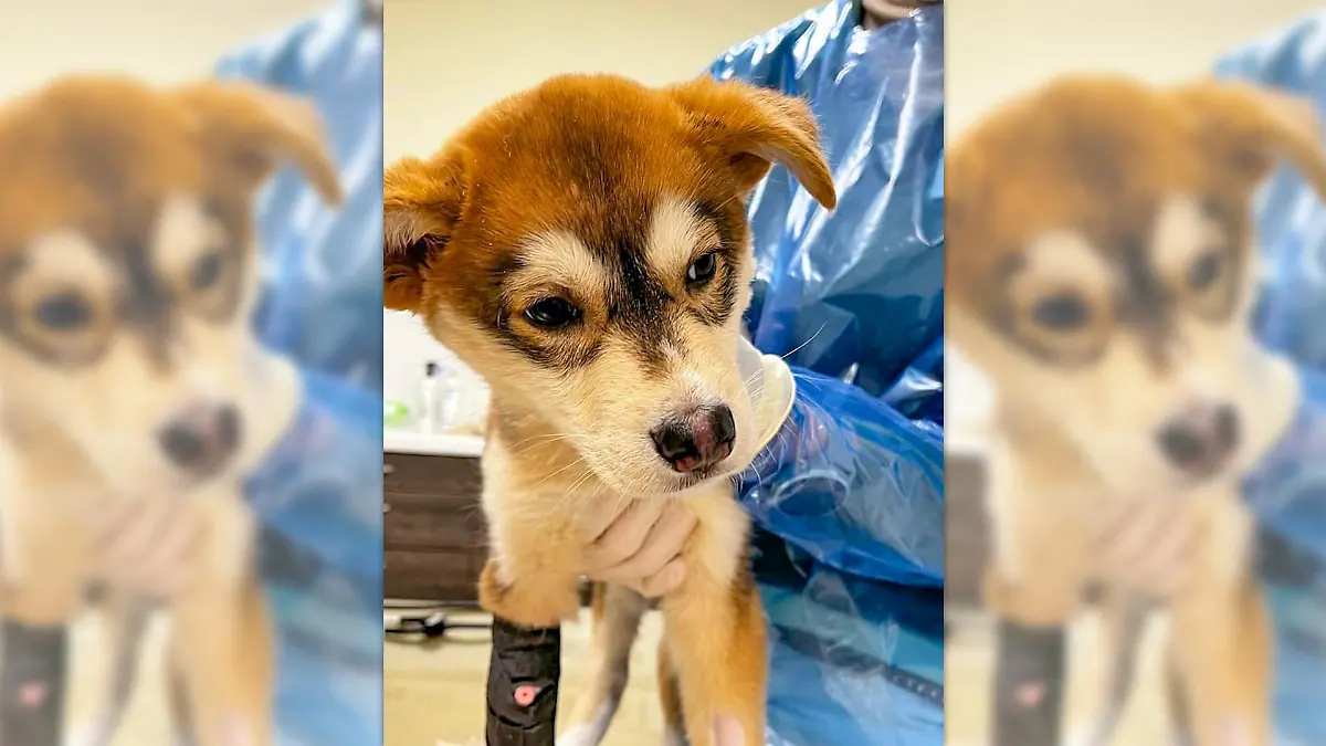 Das Tierheim Bonn hat Welpe "Clyde" bei sich aufgenommen, nachdem dieser von einer aufmerksamen Passantin gerettet werden konnte.