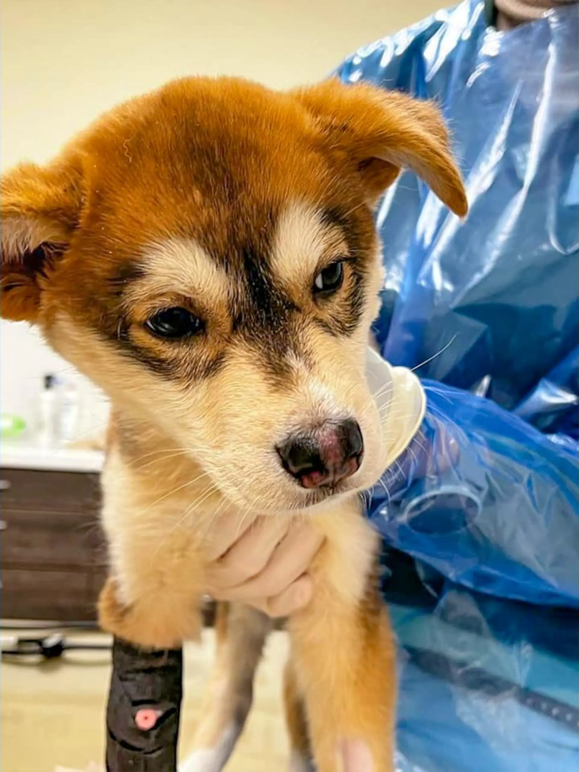 Das Tierheim Bonn hat Welpe "Clyde" bei sich aufgenommen, nachdem dieser von einer aufmerksamen Passantin gerettet werden konnte.