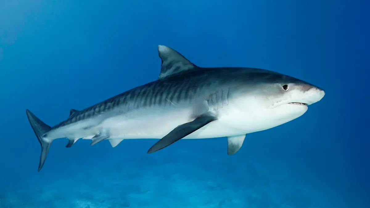 Tigerhai (Galeocerdo cuvier), Insel Fuvahmulah, Gnaviyani oder Nyaviyani Atoll, Malediven, Asien