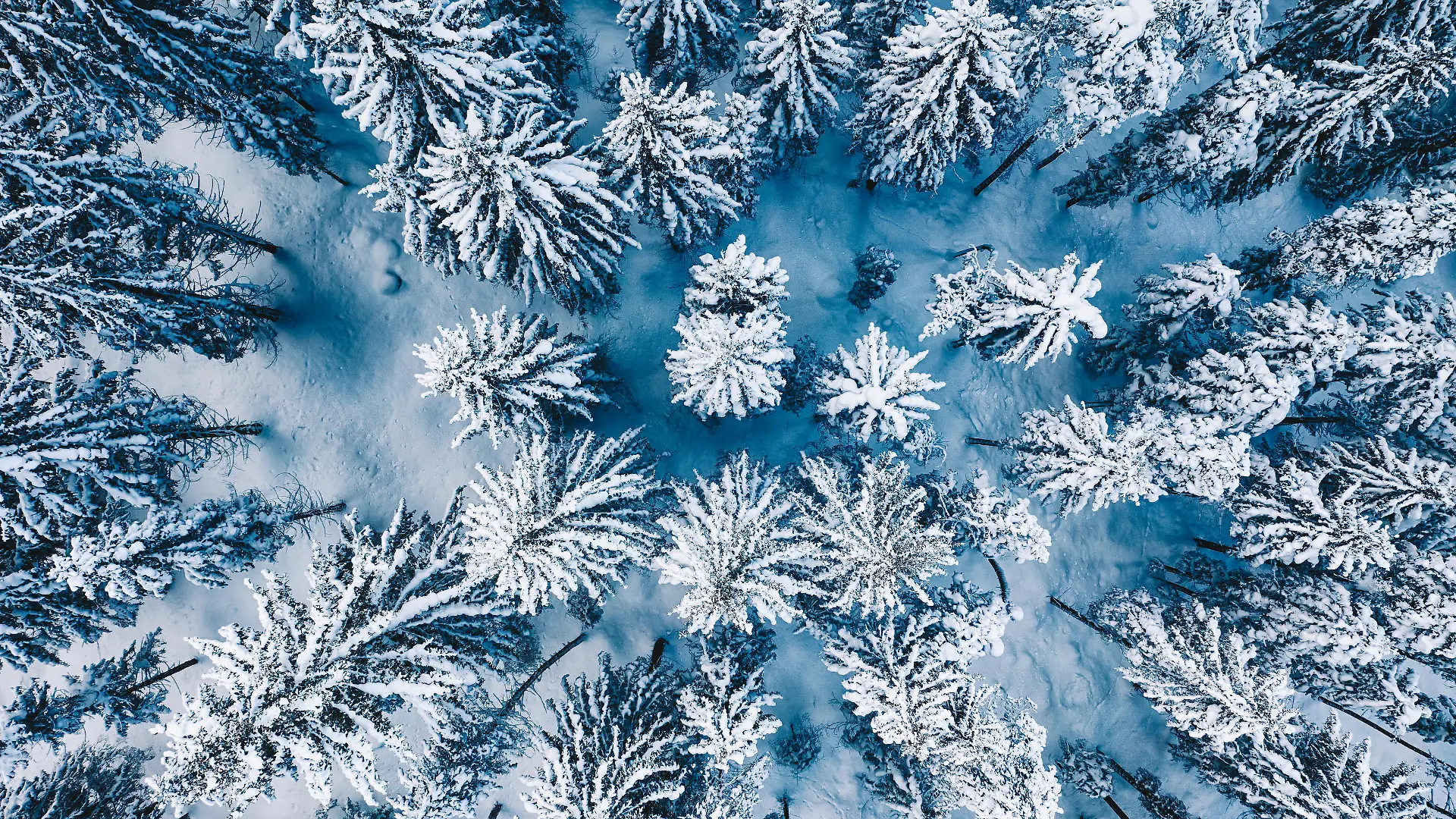 Aerial. Trees and snow in a winter forest. Nature background top view from drone.