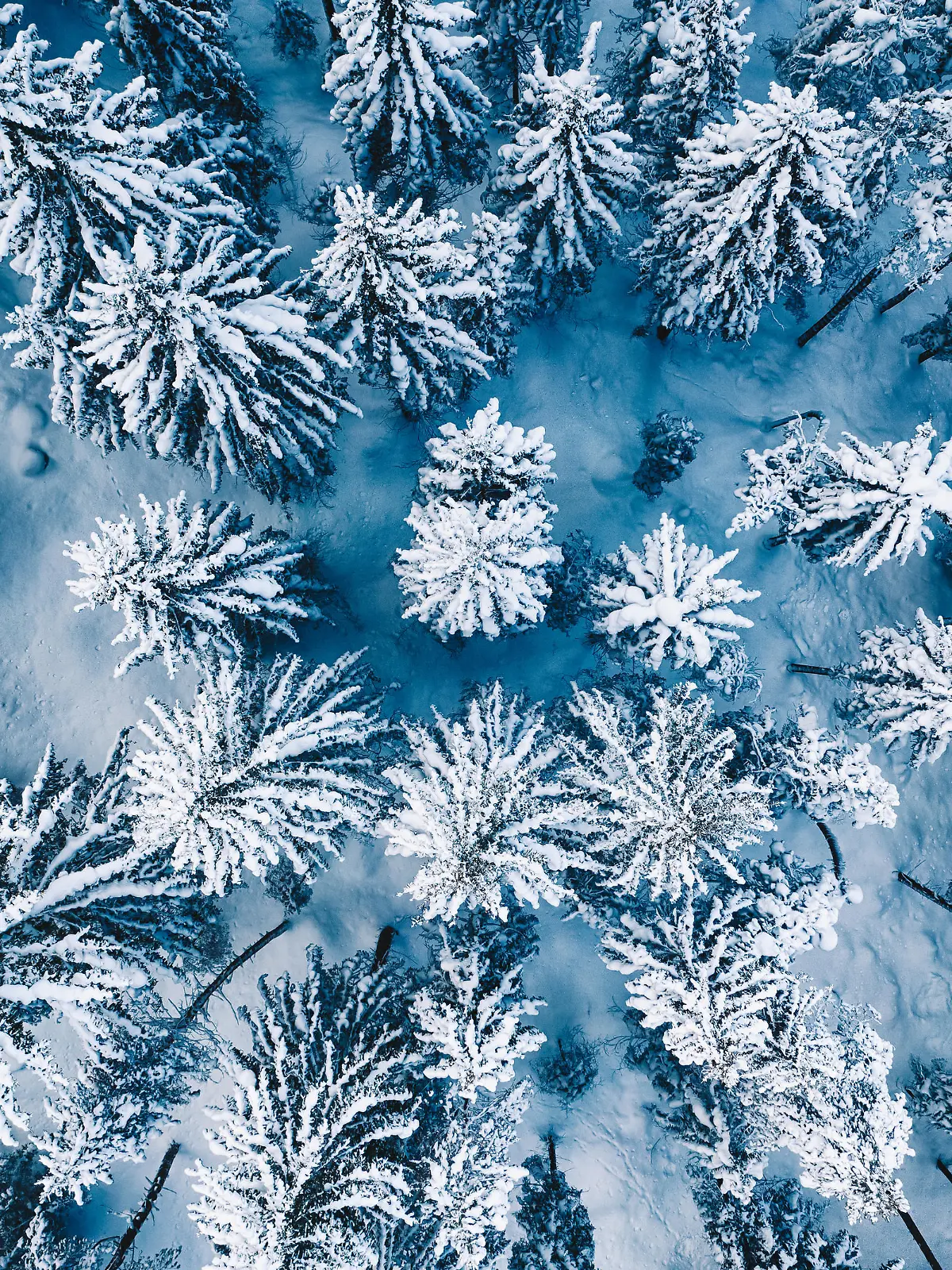 Aerial. Trees and snow in a winter forest. Nature background top view from drone.