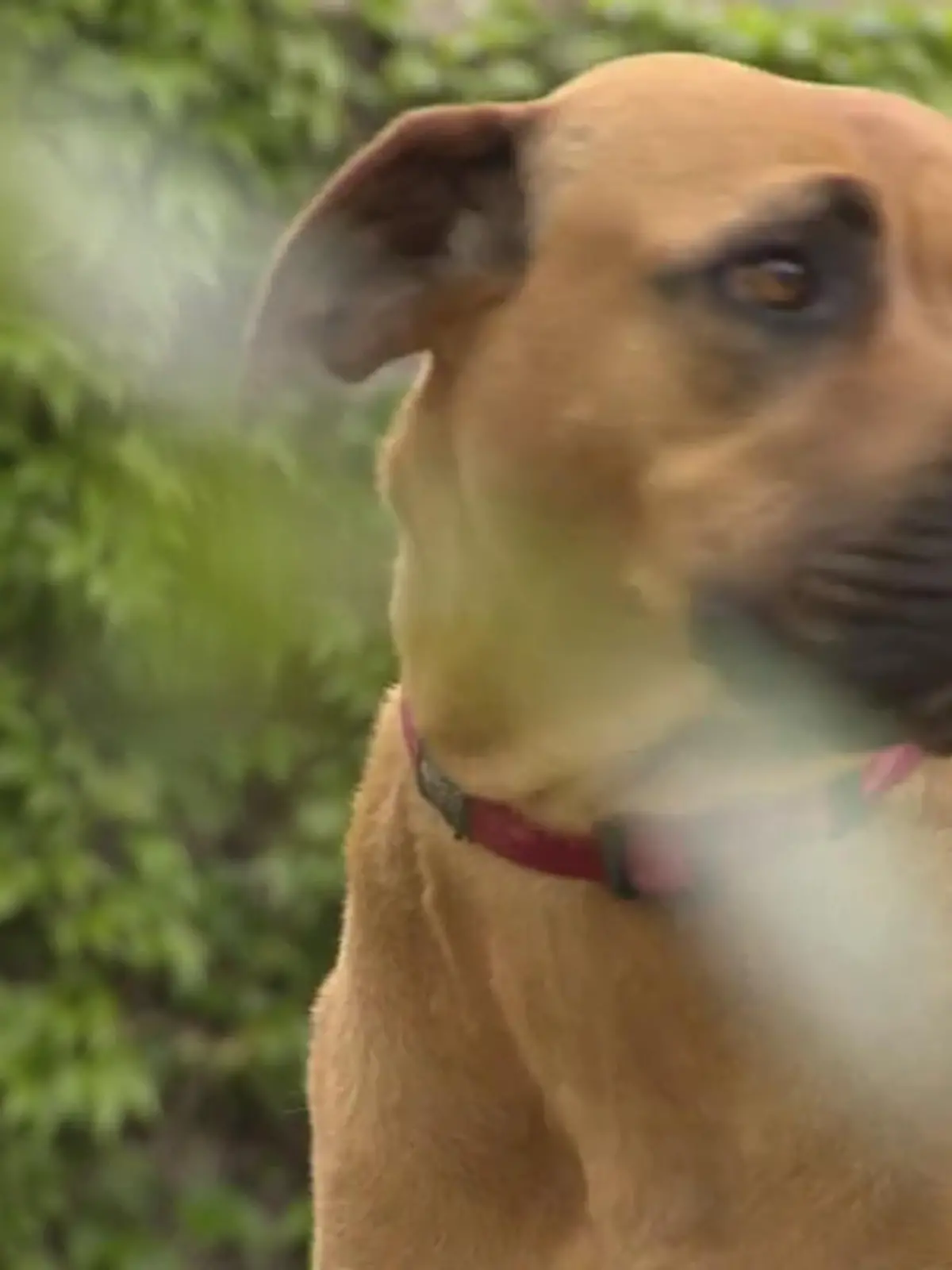Harte Schale, weicher Kern! Mit ihren gerade einmal vier Jahren hat Hundedame Lotti schon einiges erlebt. Aus Rumänien kam die Hündin – ein Doggen-Mix – nach Deutschland. Und das scheinbar nicht unversehrt: In ihrem Hinterbein hat Lotti eine Fehlstellung, auch eine Arthrose macht ihr beim Laufen zu schaffen. Doch dafür ist sie ein richtiger Schmuse-Hund – regelmäßige Kuscheleinheiten sollten daher nicht zu kurz kommen! Haben Sie ein Herz für die Hundedame?