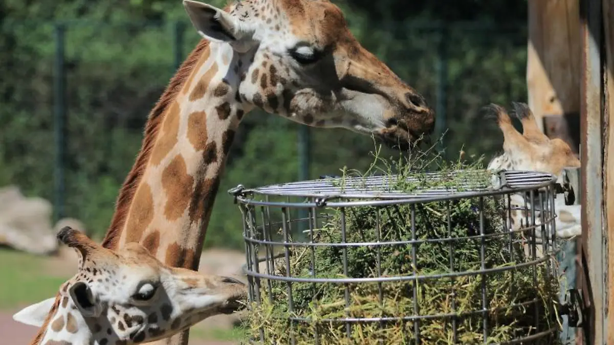 Giraffen beim Fressen in einem Zoo