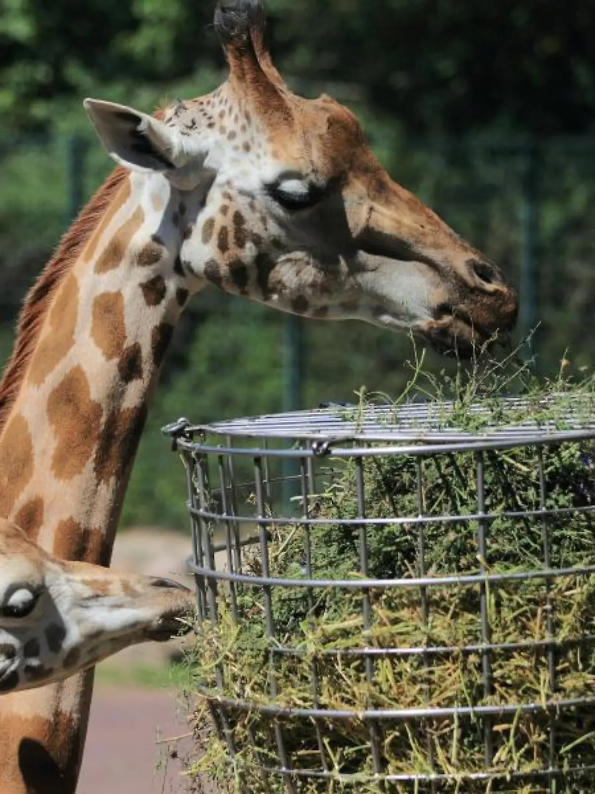 Giraffen beim Fressen in einem Zoo