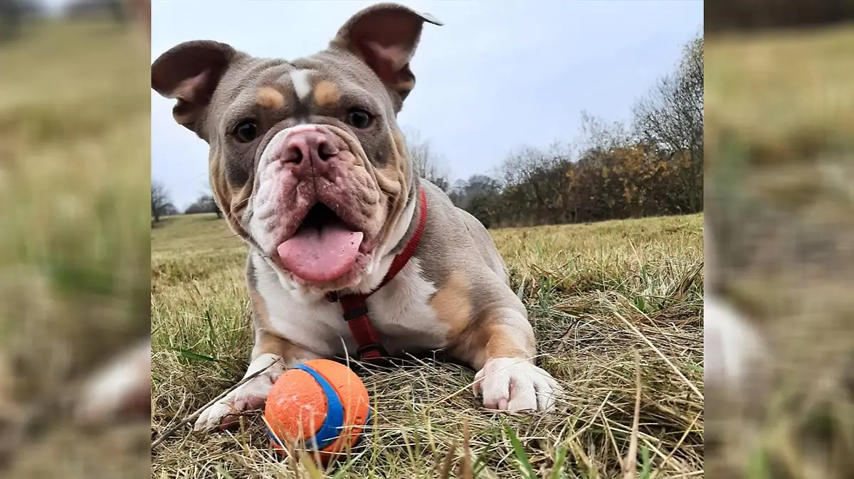 Bulldogge Hannelore ist aus einer Pension in Brandenburg verschwunden. Seitdem fehlt von ihr jede Spur.