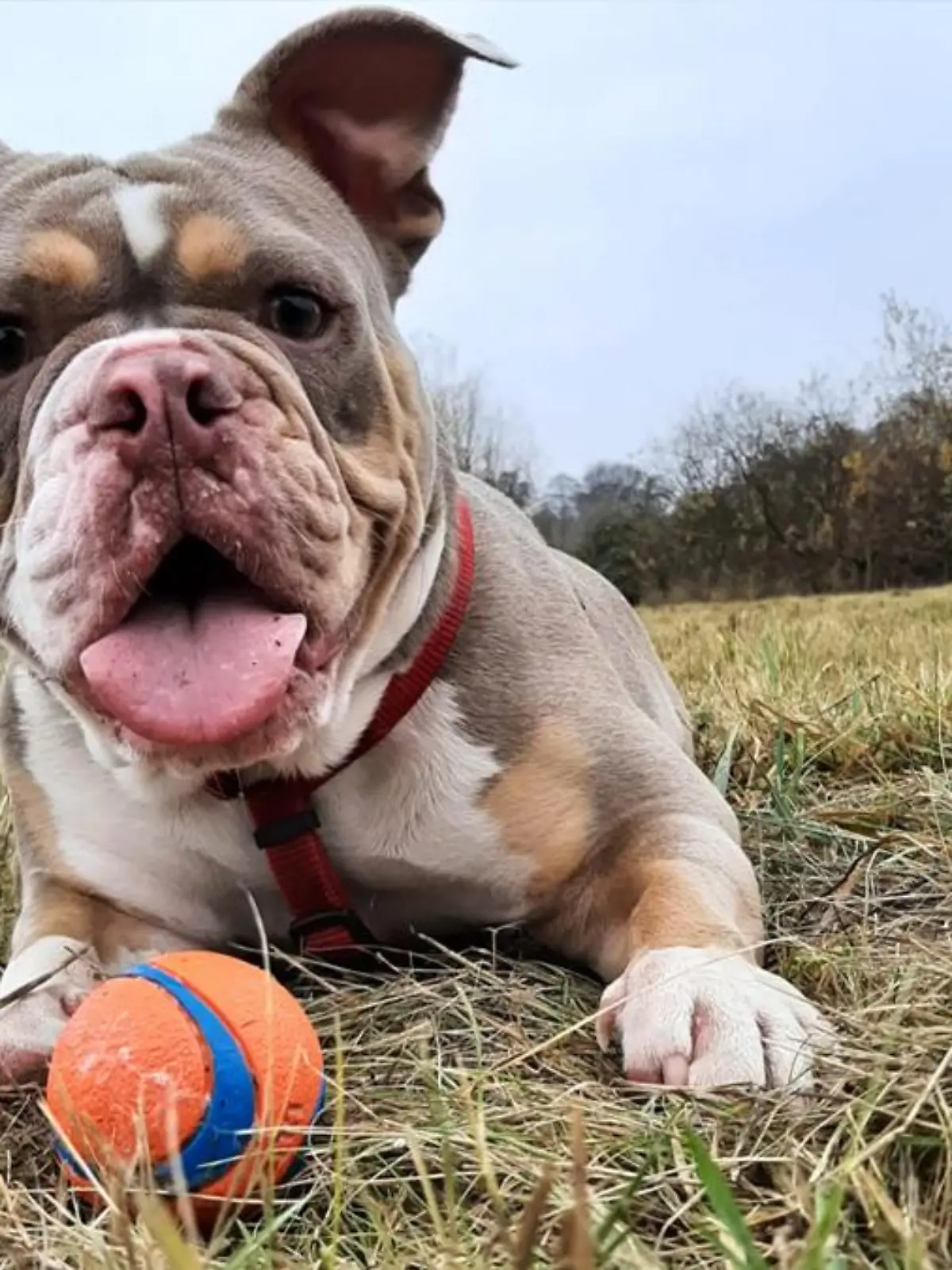 Bulldogge Hannelore ist aus einer Pension in Brandenburg verschwunden. Seitdem fehlt von ihr jede Spur.