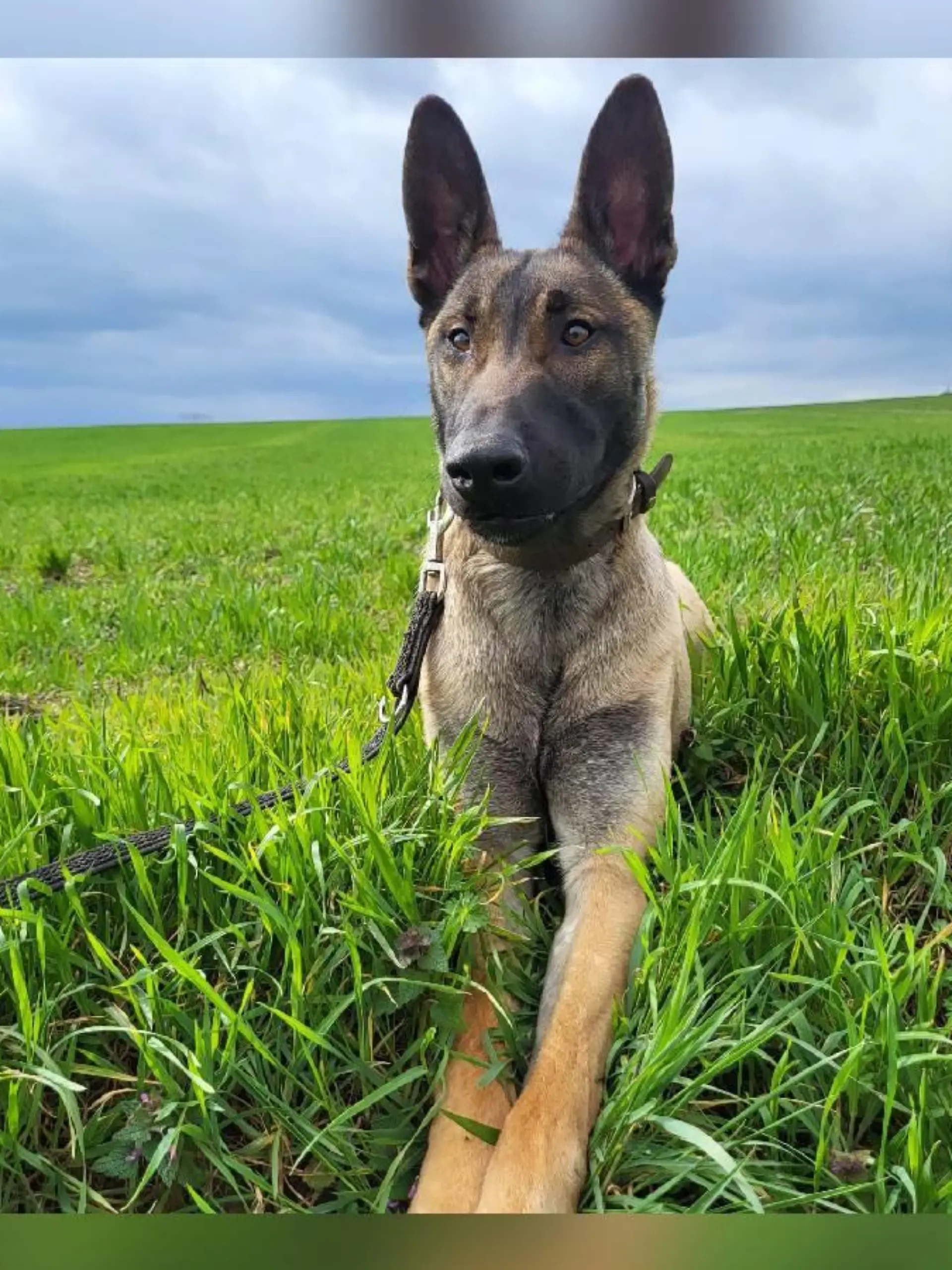 Apollo