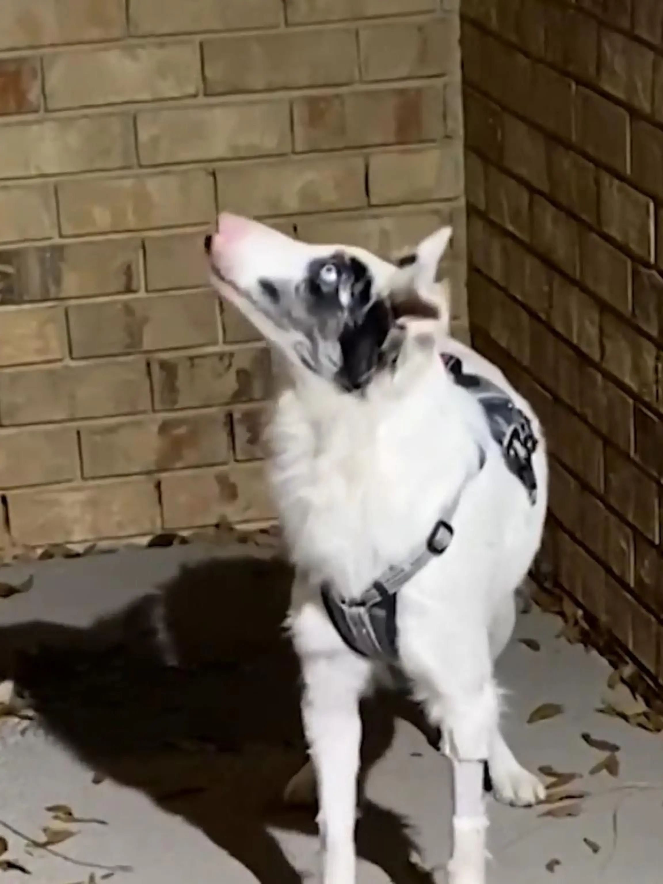 Als Anna Lopez, 52, den Border Collie Pi adoptiert, ist nicht klar, ob er die ersten Wochen nach der Geburt übersteht. Der Welpe hat große Probleme mit den Augen und ist quasi blind. Doch die Amerikanerin, die zu dem Zeitpunkt schon 23(!) Hunde hat, will den Kleinen nicht aufgeben.
