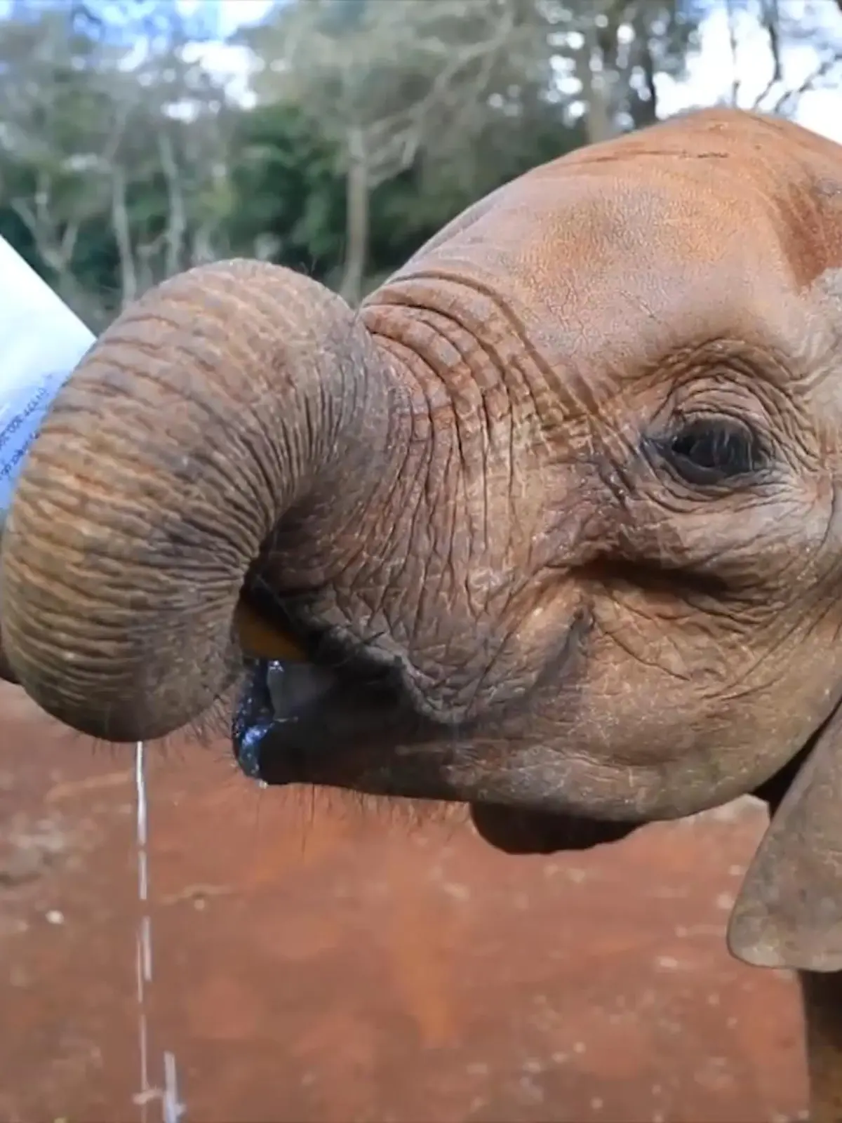 Ein Tierschützer entdeckt ein dehydriertes und verwaistes Elefantenbaby.
Obwohl es so aussieht, als käme jede Hilfe zu spät, gibt er die Hoffnung nicht auf. Er mobilisiert ein Team. Mit vereinten Kräften hieven sie das tonnenschwere Elefantenkind in ein Flugzeug und fliegen es in eine Elefantenauffangstation.