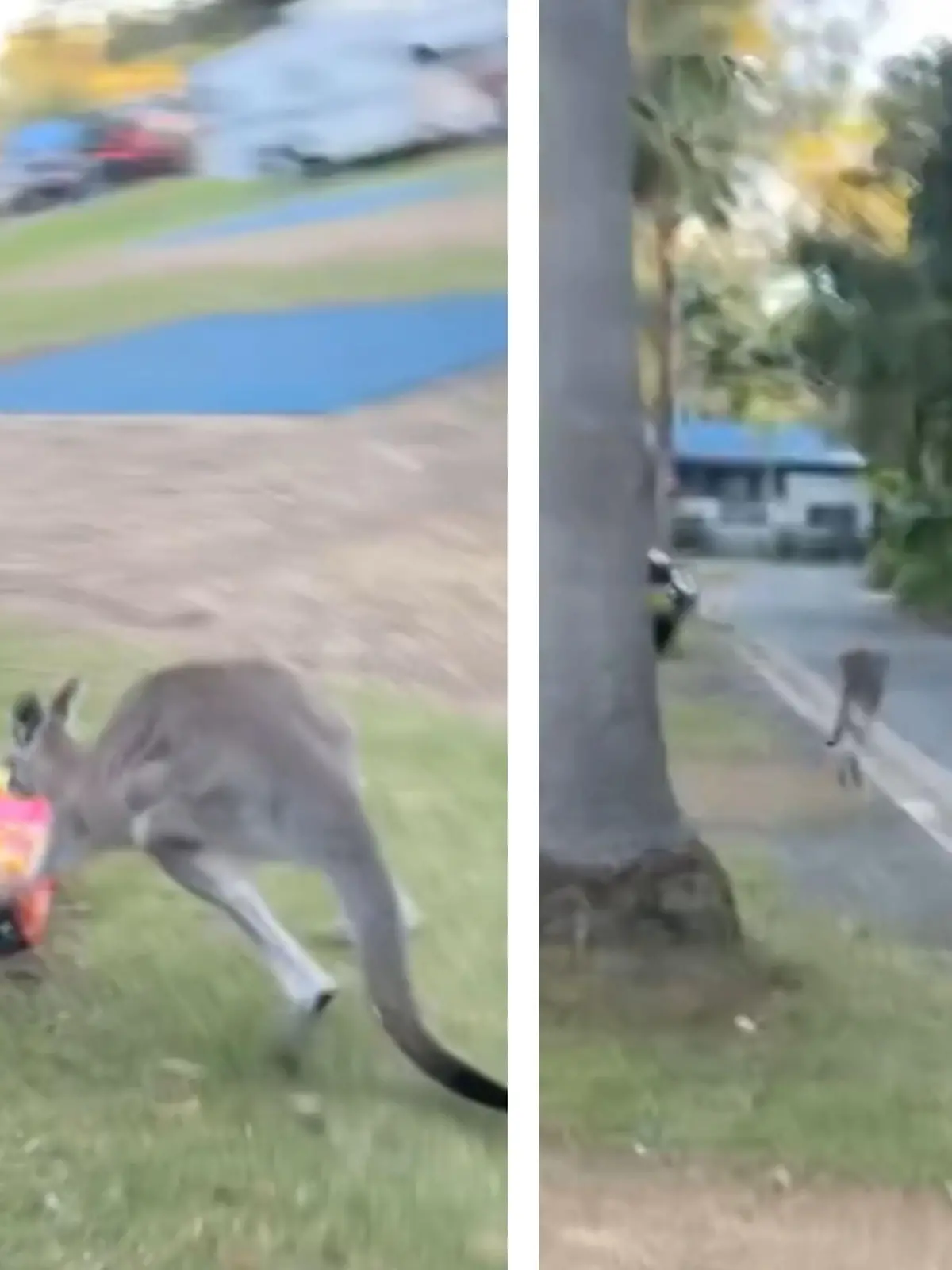Dieser Besucher war erst auf Muffins - und dann auf Krawall aus! Weil eine Camperin dem verfressenen Beuteltier nichts von ihren Leckereien abgeben möchte, wird das Känguru richtig sauer. Die wilde Verfolgungsjagd zeigen wir im Video.