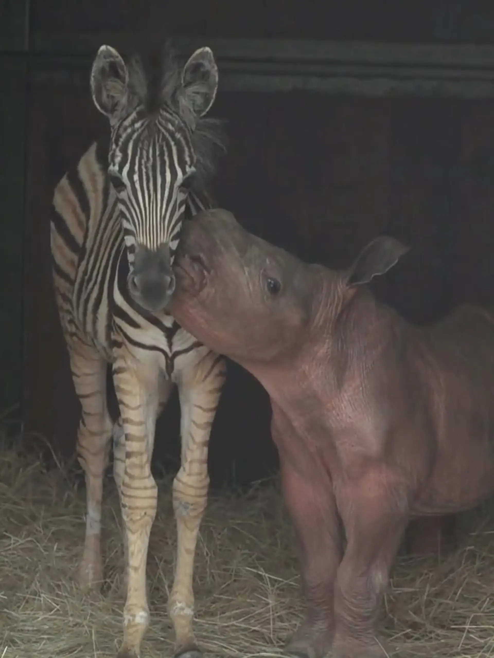 Sie hatten unglaubliches Glück: Nashornbaby Daisy und Zebra-Fohlen Modjadji waren beide nach ihrer Geburt praktisch lebensunfähig. Doch sie gaben nicht auf, kämpften. Helfer päppelten sie schließlich auf. Ihr gemeinsames Schicksal hat die ungleichen Tiere zusammengeschweißt und es ist eine ungewöhnliche Freundschaft entstanden. Jetzt durfte unsere Korrespondentin Nicole Macheroux- Denault die beiden besuchen.