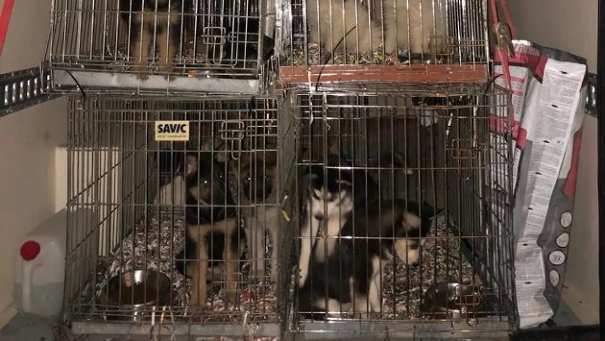 HANDOUT - 05.01.2022, Nordrhein-Westfalen, Eschweiler: Käfige mit Hundewelpen befinden sich in einem Transporter. Auf der A4 bei Aachen hat die Kölner Autobahnpolizei einen illegalen Tiertransporter mit rund 60 Welpen auf dem Weg von Tschechien nach Belgien gestoppt. Foto: --/Polizei Köln/dpa +++ dpa-Bildfunk +++