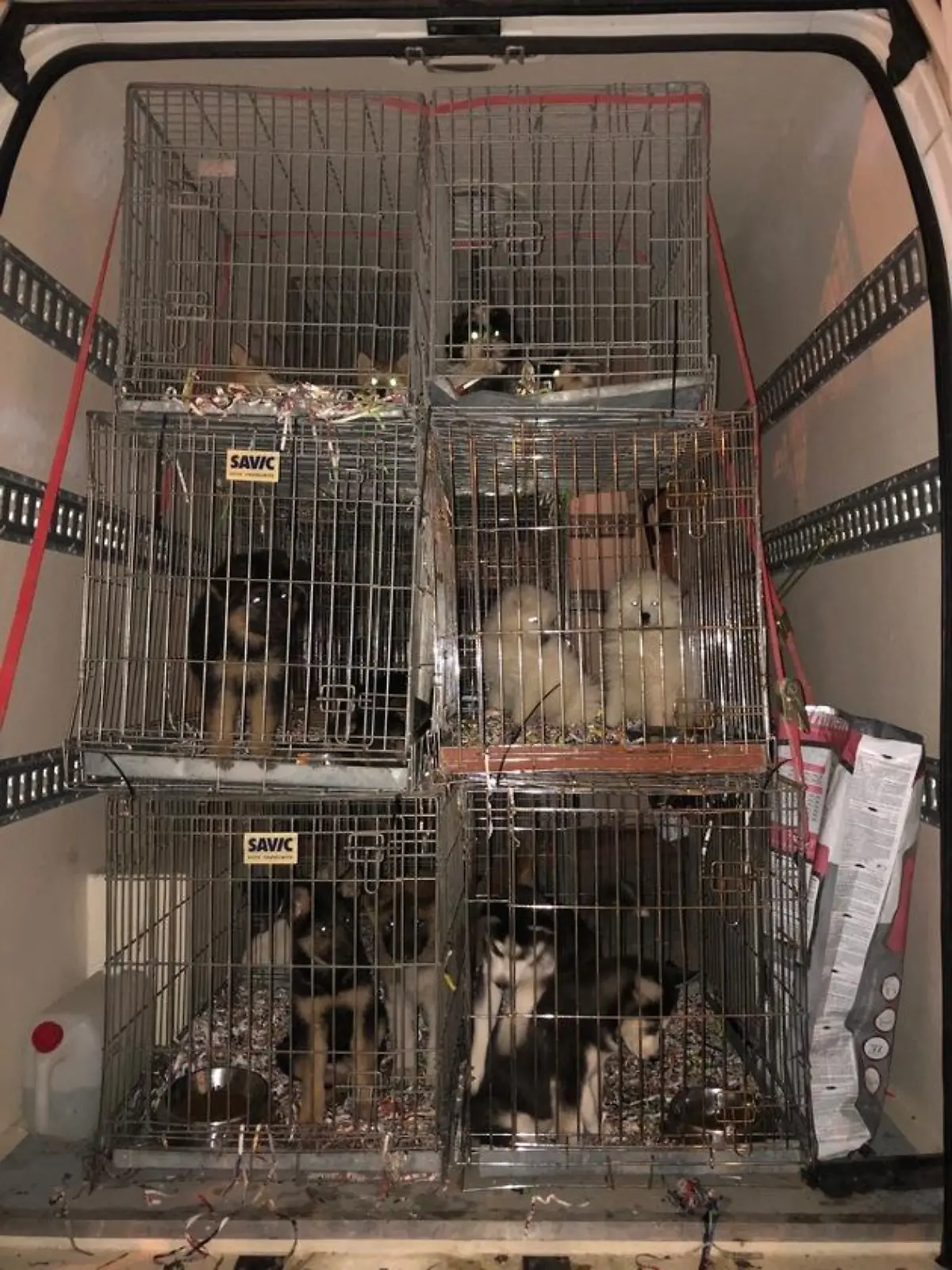 HANDOUT - 05.01.2022, Nordrhein-Westfalen, Eschweiler: Käfige mit Hundewelpen befinden sich in einem Transporter. Auf der A4 bei Aachen hat die Kölner Autobahnpolizei einen illegalen Tiertransporter mit rund 60 Welpen auf dem Weg von Tschechien nach Belgien gestoppt. Foto: --/Polizei Köln/dpa +++ dpa-Bildfunk +++
