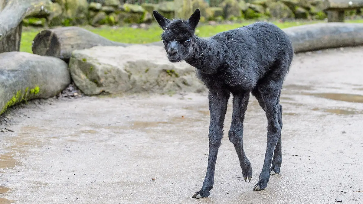 Der kleine Alpaka-Hengst ist munter und wohlauf.