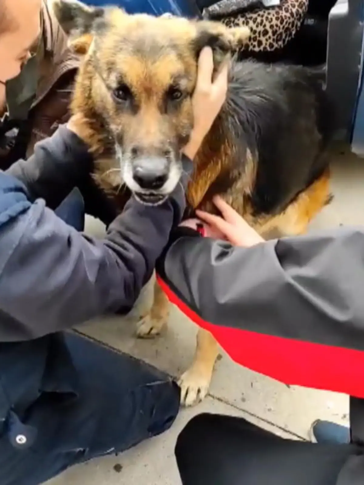 Sieben Jahre lang wurde nach ihm gesucht und man hatte die Hoffnung eigentlich schon aufgegeben. Jetzt ist aber das unglaubliche passiert: Schäferhund Dico wurde wiedergefunden. Durch einen Zufall entdeckt ihn eine Tierschützerin beim Autofahren und packte den abgemagerten Hund ein. Wie sie die Familie von Dico finden konnte und wie das Wiedersehen lief, das sehen Sie im Video.