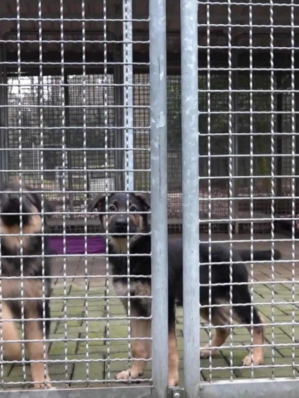 Wir erleben einen wahren Boom von illegalem Welpenhandel - innerhalb des letzten Jahres ein Plus von satten 140 Prozent. Diese Zahl hat eine Tierschutzorganisation jetzt veröffentlicht. Die Hunde stammen aus furchtbaren Verhältnissen, sie sind verwahrlost und oft krank. Und die Corona-Pandemie wirkt auch noch wie ein Brandbeschleuniger auf das Leid der Tiere.