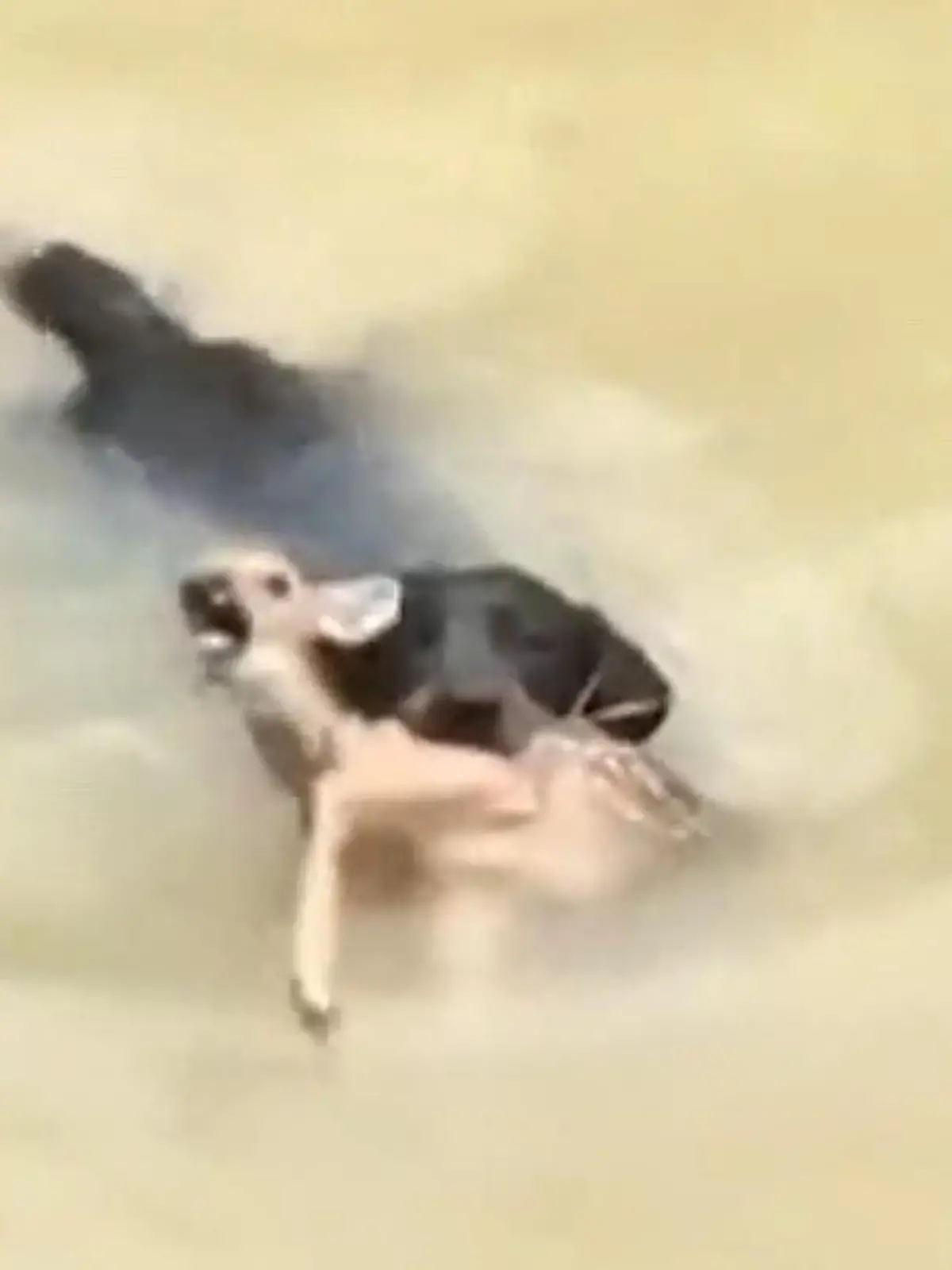 Ohne seine Hilfe wäre es wahrscheinlich ertrunken: Ein Hund hat ein Rehkitz aus dem Wasser gerettet.