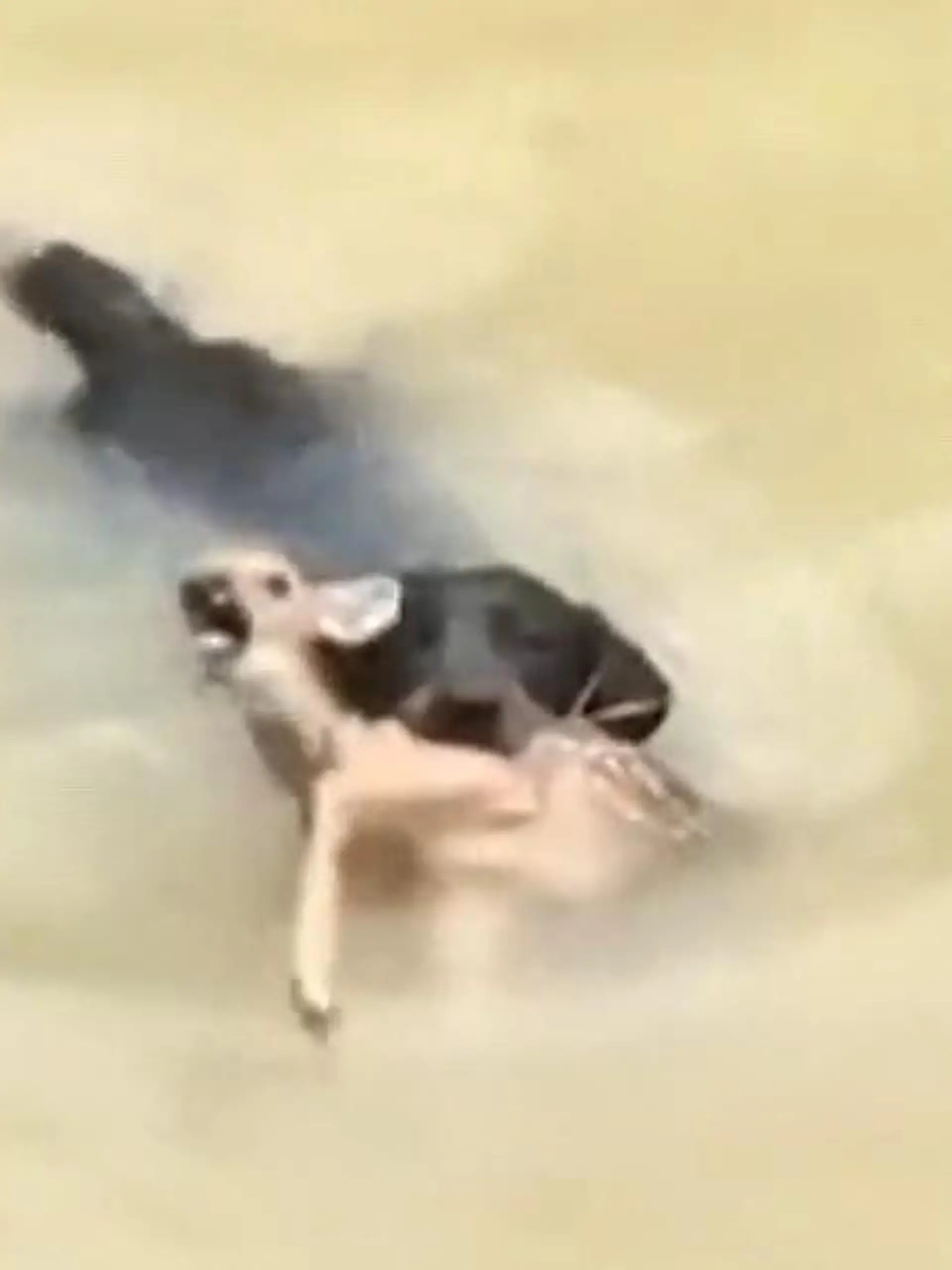 Ohne seine Hilfe wäre es wahrscheinlich ertrunken: Ein Hund hat ein Rehkitz aus dem Wasser gerettet.