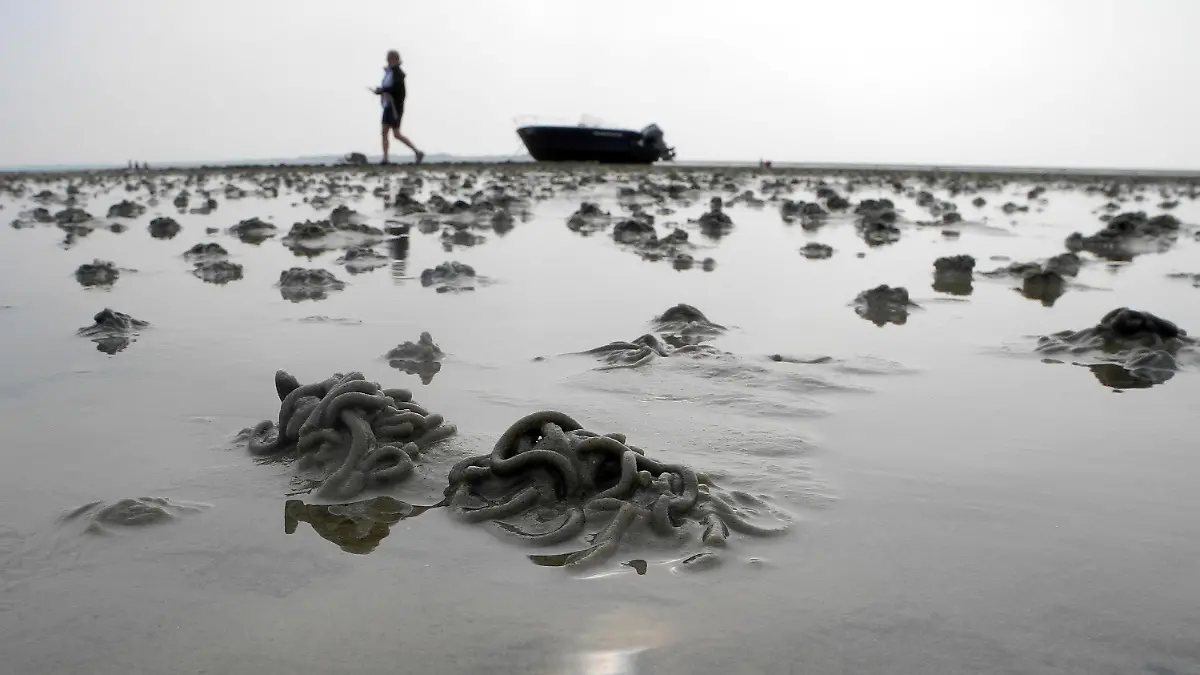 Eine Urlauberin geht am 17.08.2013 bei Utersum (Schleswig-Holstein) auf der Nordseeinsel Föhr an einem auf dem Trockenem liegendem Boot im Watt vorbei. Im Vordergrund sind Schlickhäufchen, die von Wattwürmern ausgestoßen wurden, zu sehen. Foto: Federico Gambarini/dpa +++(c) dpa - Bildfunk+++
