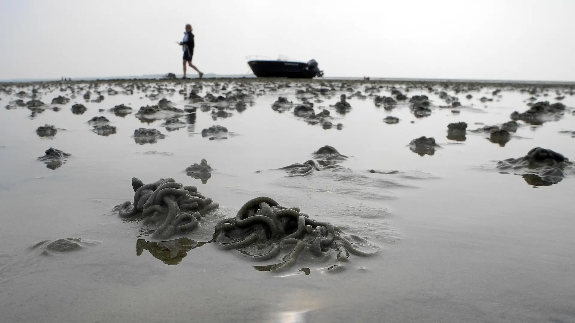 Eine Urlauberin geht am 17.08.2013 bei Utersum (Schleswig-Holstein) auf der Nordseeinsel Föhr an einem auf dem Trockenem liegendem Boot im Watt vorbei. Im Vordergrund sind Schlickhäufchen, die von Wattwürmern ausgestoßen wurden, zu sehen. Foto: Federico Gambarini/dpa +++(c) dpa - Bildfunk+++