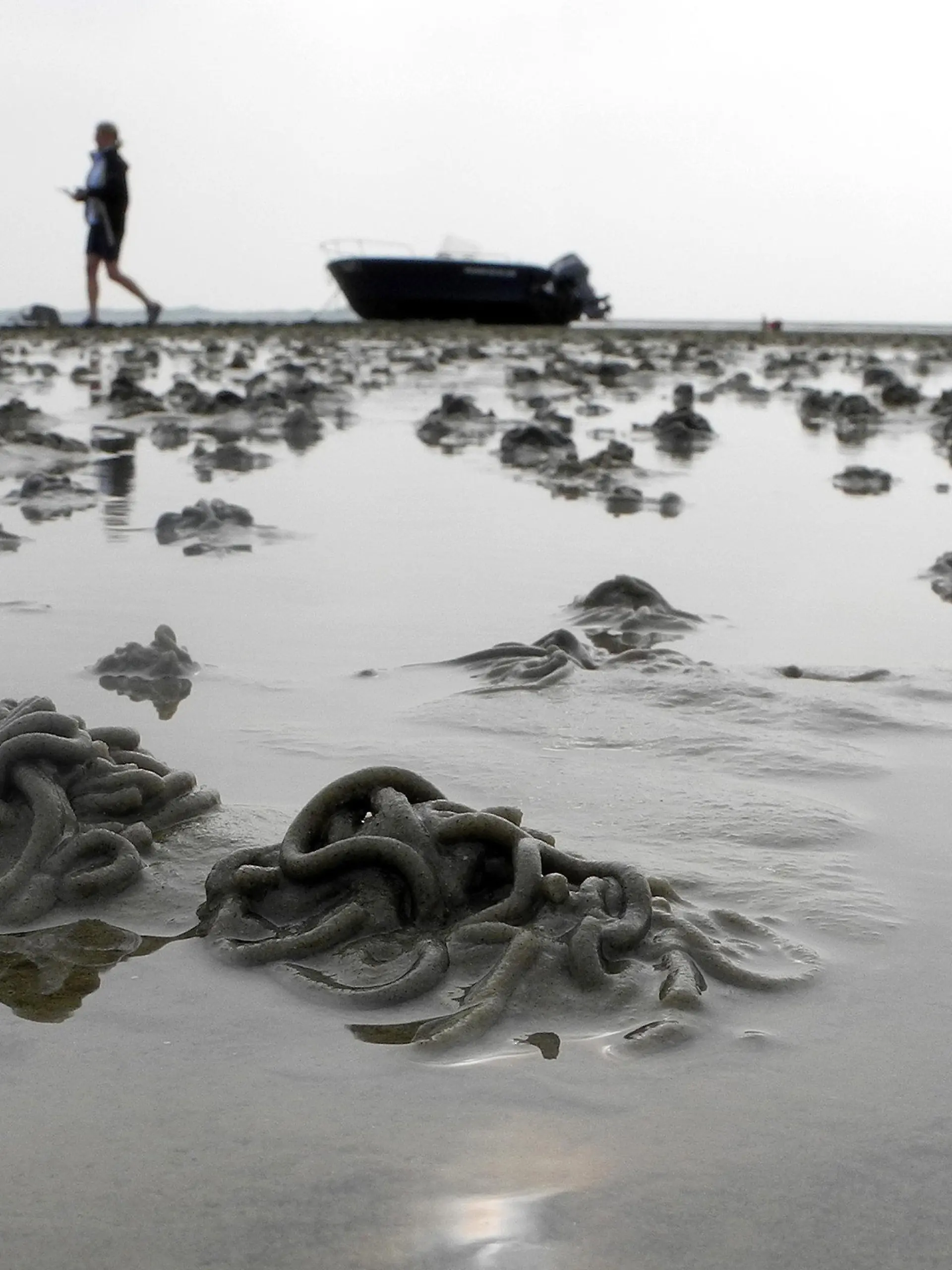 Eine Urlauberin geht am 17.08.2013 bei Utersum (Schleswig-Holstein) auf der Nordseeinsel Föhr an einem auf dem Trockenem liegendem Boot im Watt vorbei. Im Vordergrund sind Schlickhäufchen, die von Wattwürmern ausgestoßen wurden, zu sehen. Foto: Federico Gambarini/dpa +++(c) dpa - Bildfunk+++