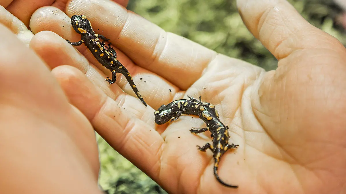 HANDOUT - 23.08.2023, Österreich, St. Pölten: Der Feuersalamander-Nachwuchs vor der Auswilderung (Aufnahmedatum unbekannt). Österreichische Experten haben sich an einer ungewöhnlichen Rettungsaktion versucht: Sie päppelten erfolgreich den Nachwuchs eines auf der Straße verunglückten Feuersalamander-Weibchens auf. (Zu dpa "Ungewöhnliche Aktion: 19 Baby-Salamander nach Verkehrsunfall gerettet") Foto: Andreas Giesswein/NÖ Museum Betriebs GmbH/dpa - ACHTUNG: Nur zur redaktionellen Verwendung im Zusammenhang mit der aktuellen Berichterstattung und nur mit vollständiger Nennung des vorstehenden Credits +++ dpa-Bildfunk +++