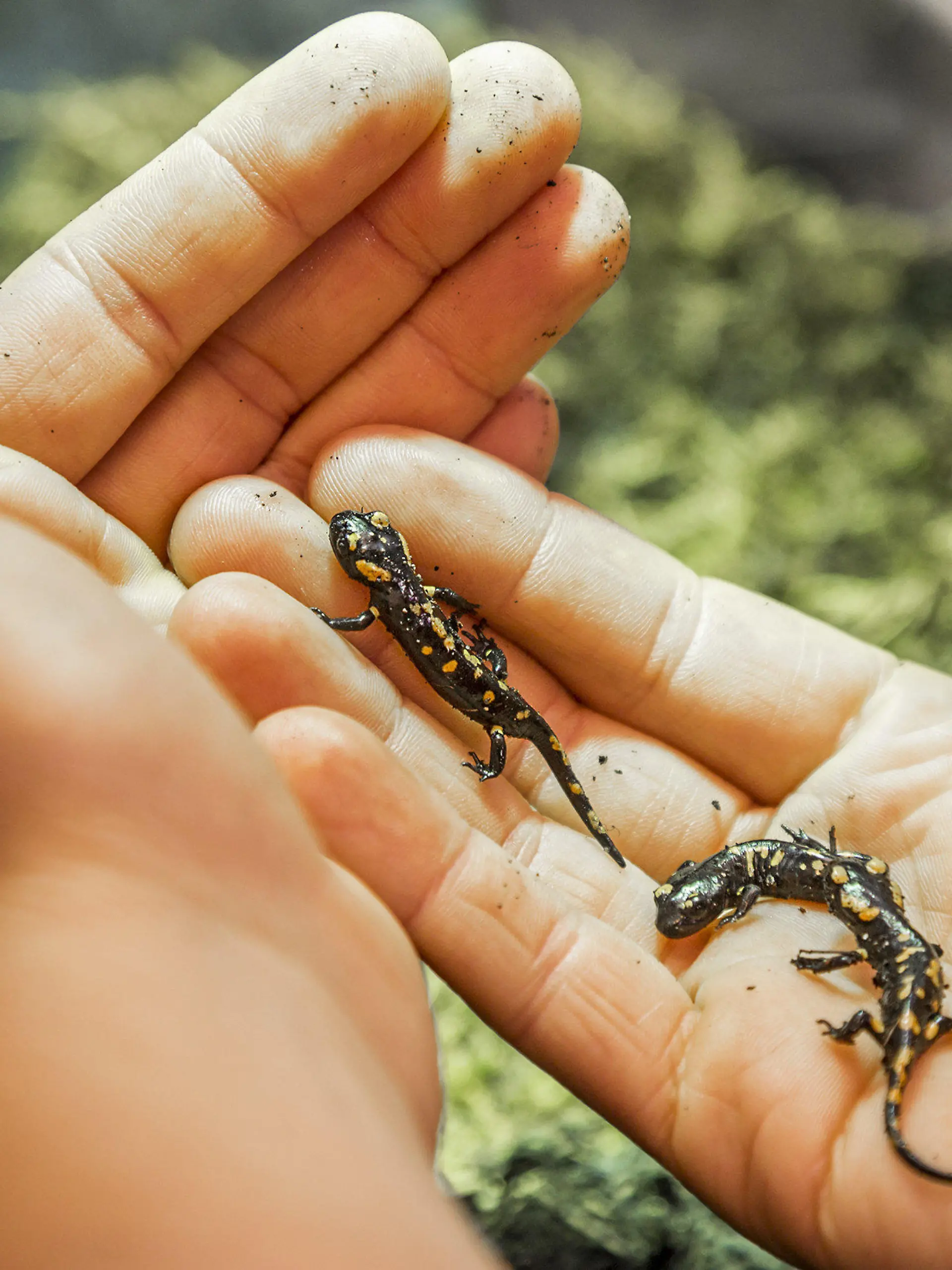 HANDOUT - 23.08.2023, Österreich, St. Pölten: Der Feuersalamander-Nachwuchs vor der Auswilderung (Aufnahmedatum unbekannt). Österreichische Experten haben sich an einer ungewöhnlichen Rettungsaktion versucht: Sie päppelten erfolgreich den Nachwuchs eines auf der Straße verunglückten Feuersalamander-Weibchens auf. (Zu dpa "Ungewöhnliche Aktion: 19 Baby-Salamander nach Verkehrsunfall gerettet") Foto: Andreas Giesswein/NÖ Museum Betriebs GmbH/dpa - ACHTUNG: Nur zur redaktionellen Verwendung im Zusammenhang mit der aktuellen Berichterstattung und nur mit vollständiger Nennung des vorstehenden Credits +++ dpa-Bildfunk +++