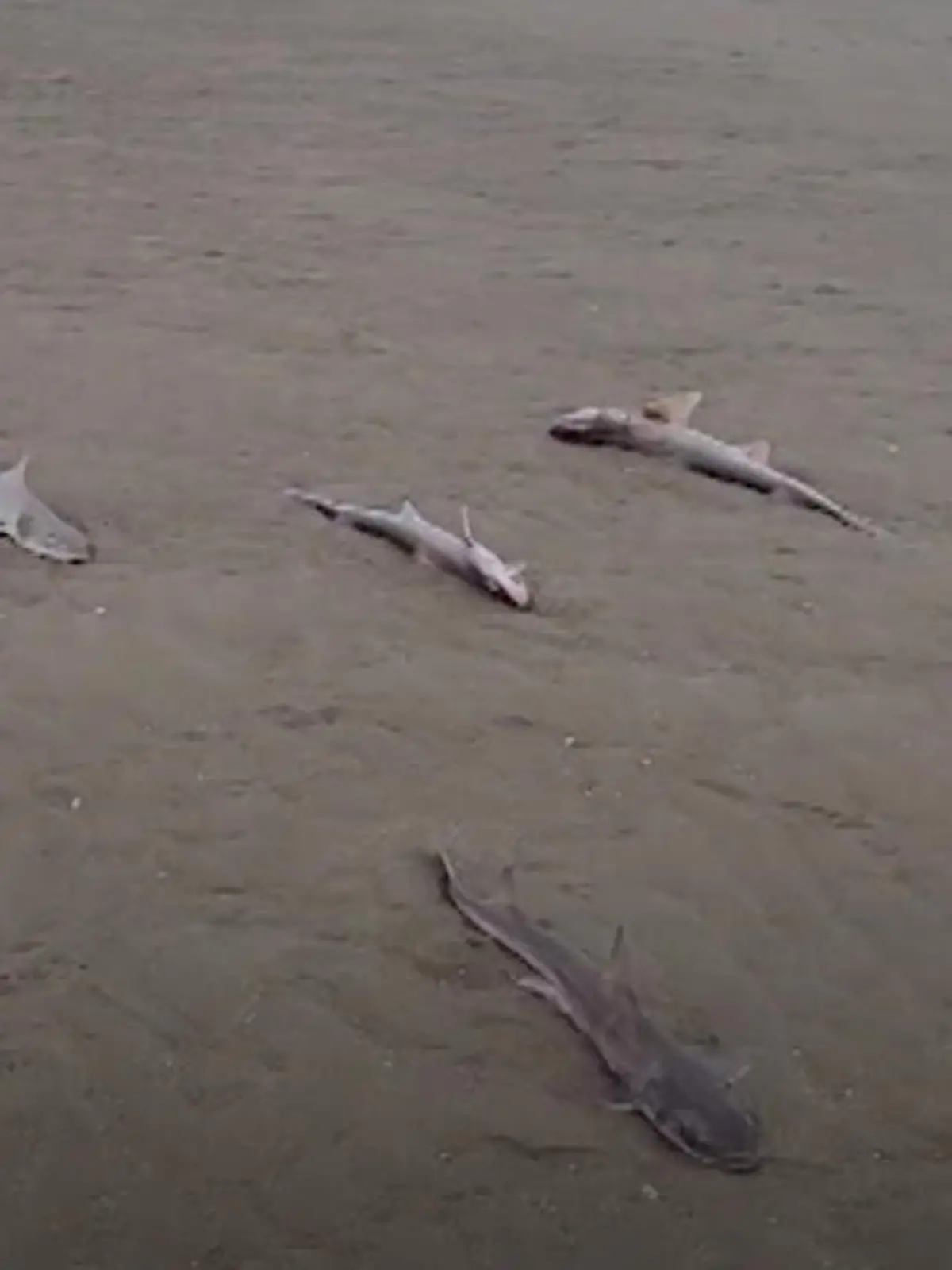 Mysteriöses Hai-Sterben in Wales: Passanten haben an einem Strand dutzende tote Haie entdeckt, die Wissenschaftler nun vor ein Rätsel stellen. Denn die Todesursache der rund 30 Tiere ist unbekannt.