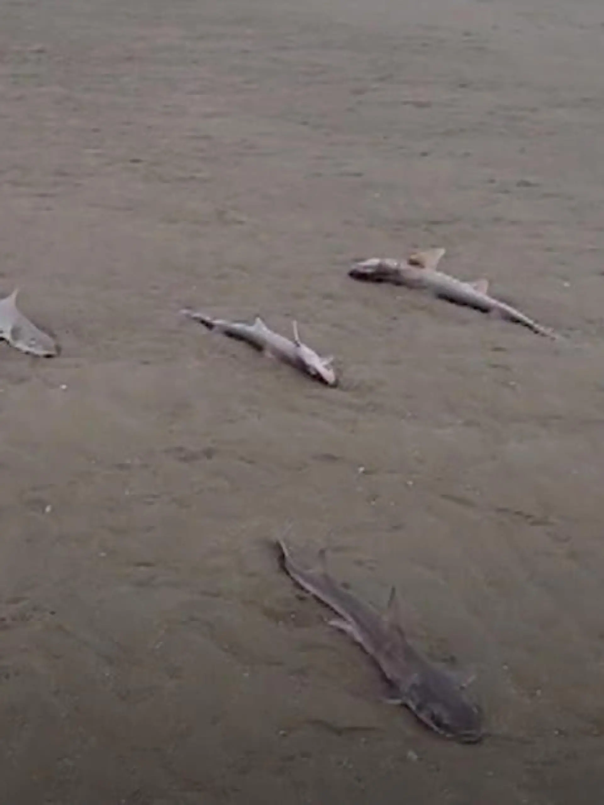 Mysteriöses Hai-Sterben in Wales: Passanten haben an einem Strand dutzende tote Haie entdeckt, die Wissenschaftler nun vor ein Rätsel stellen. Denn die Todesursache der rund 30 Tiere ist unbekannt.