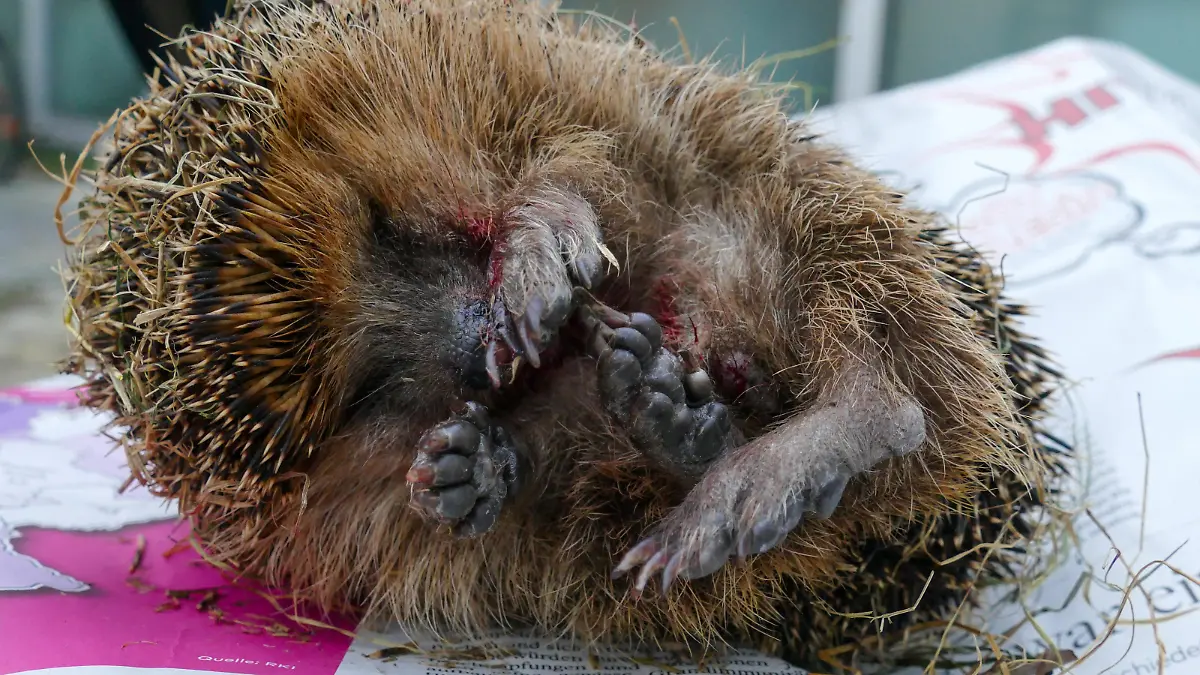 Viele Igel verstecken sich in Laubhaufen und werden leicht übersehen.