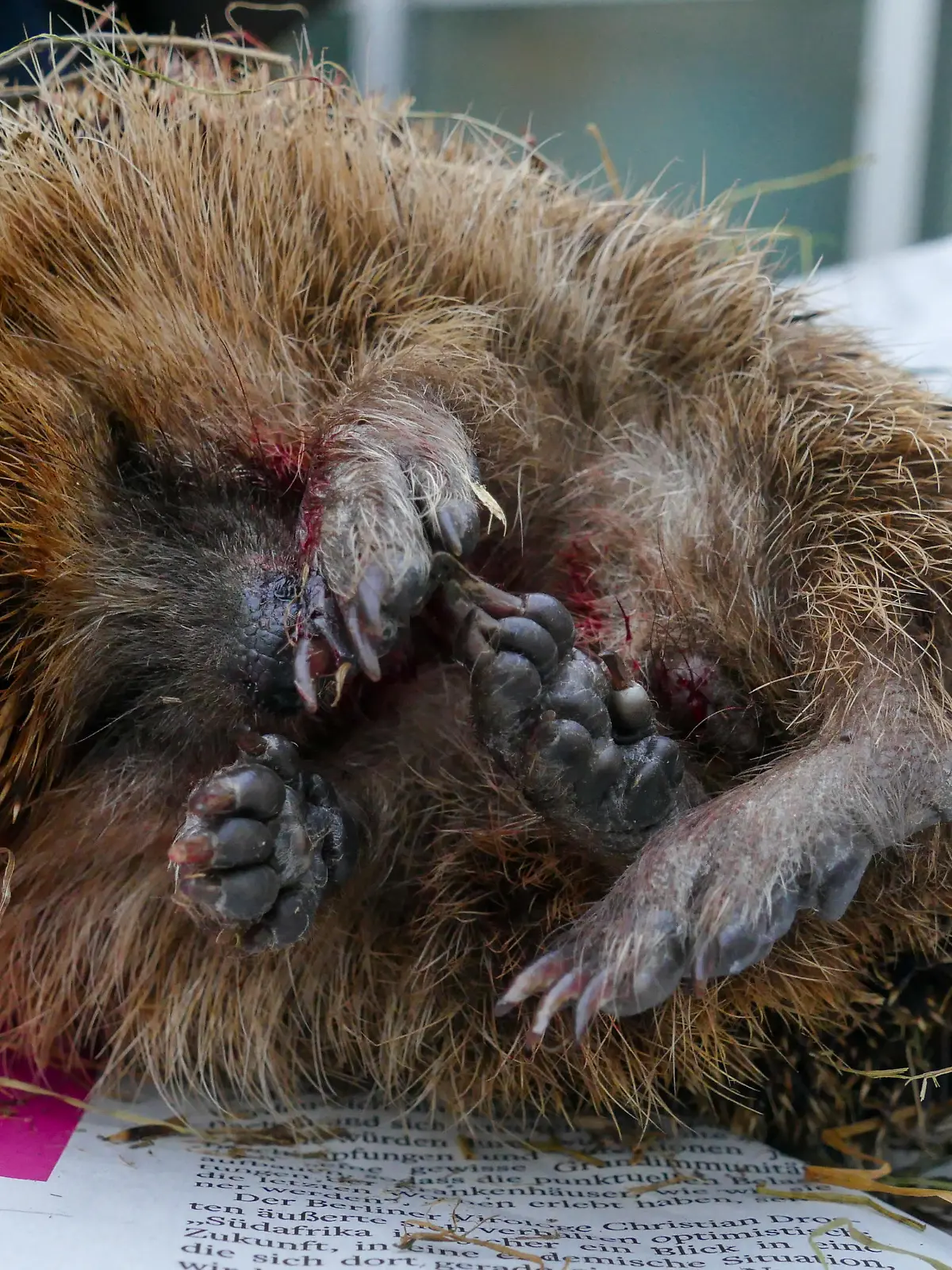 Viele Igel verstecken sich in Laubhaufen und werden leicht übersehen.